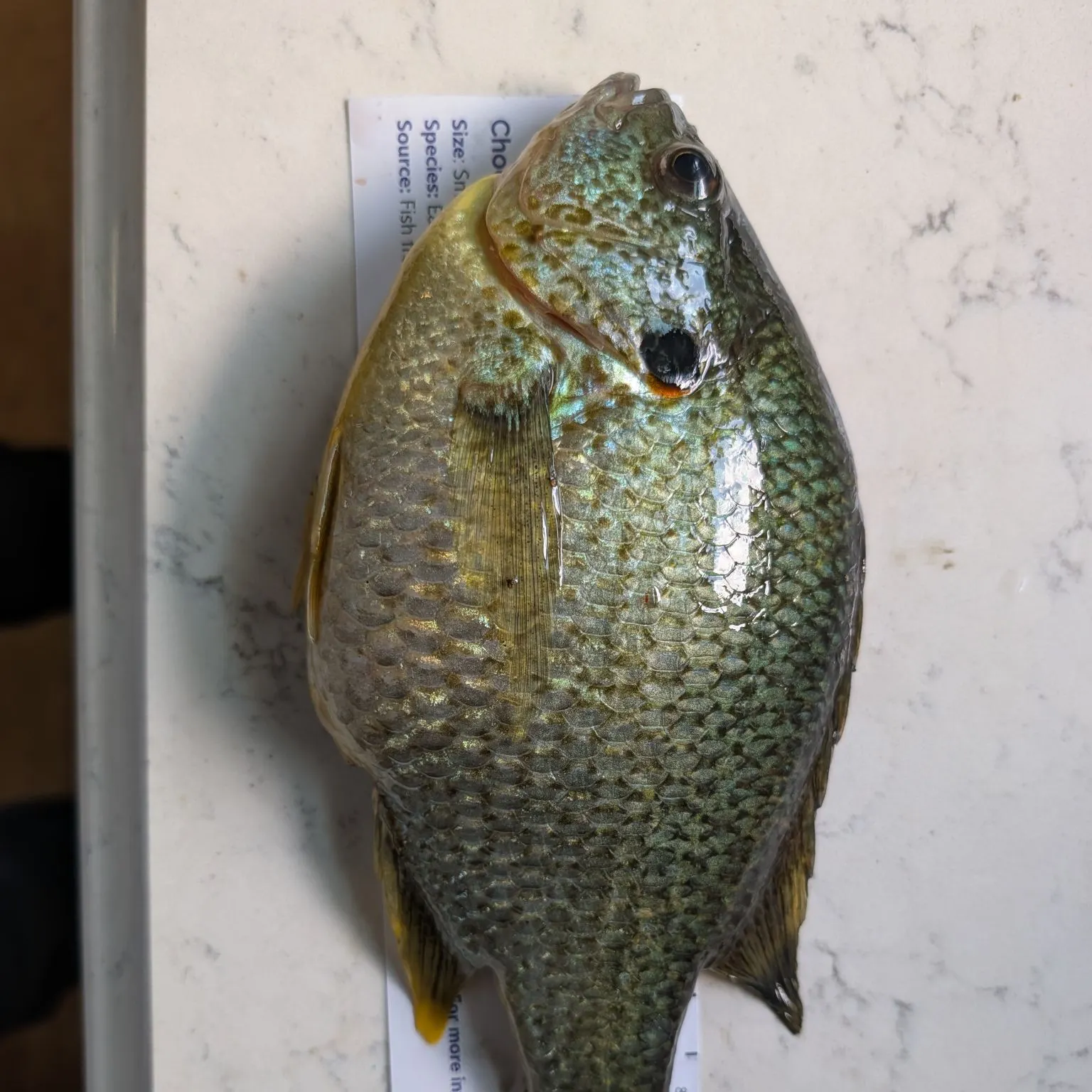 recently logged catches