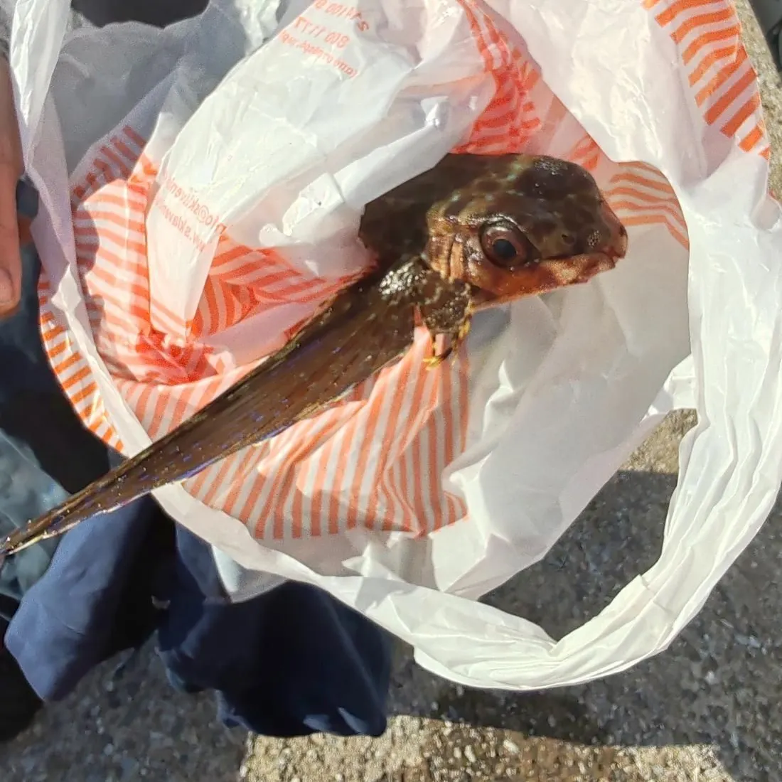 The most recent Flying gurnard catches on Fishbrain