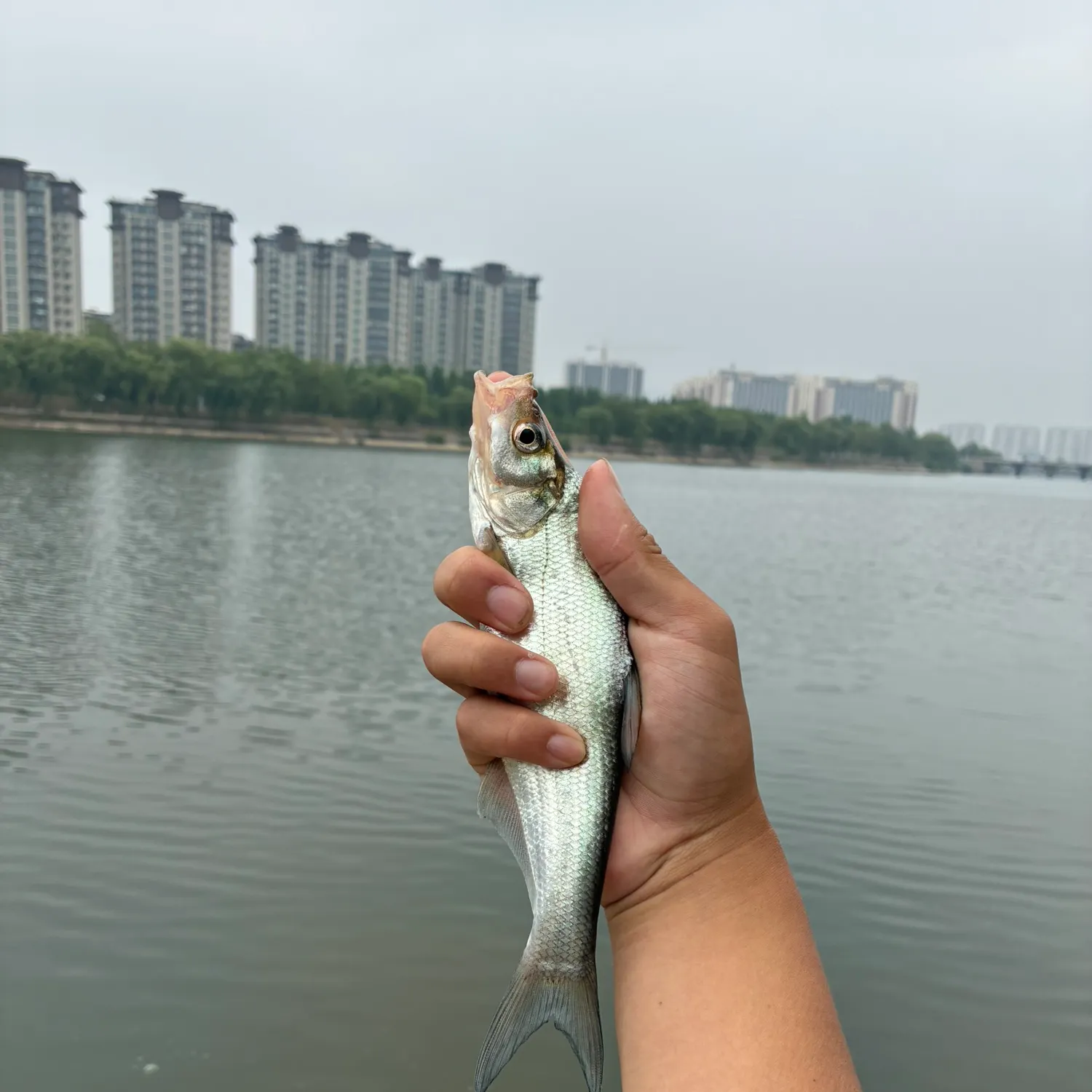 The most recent Predatory carp catches on Fishbrain