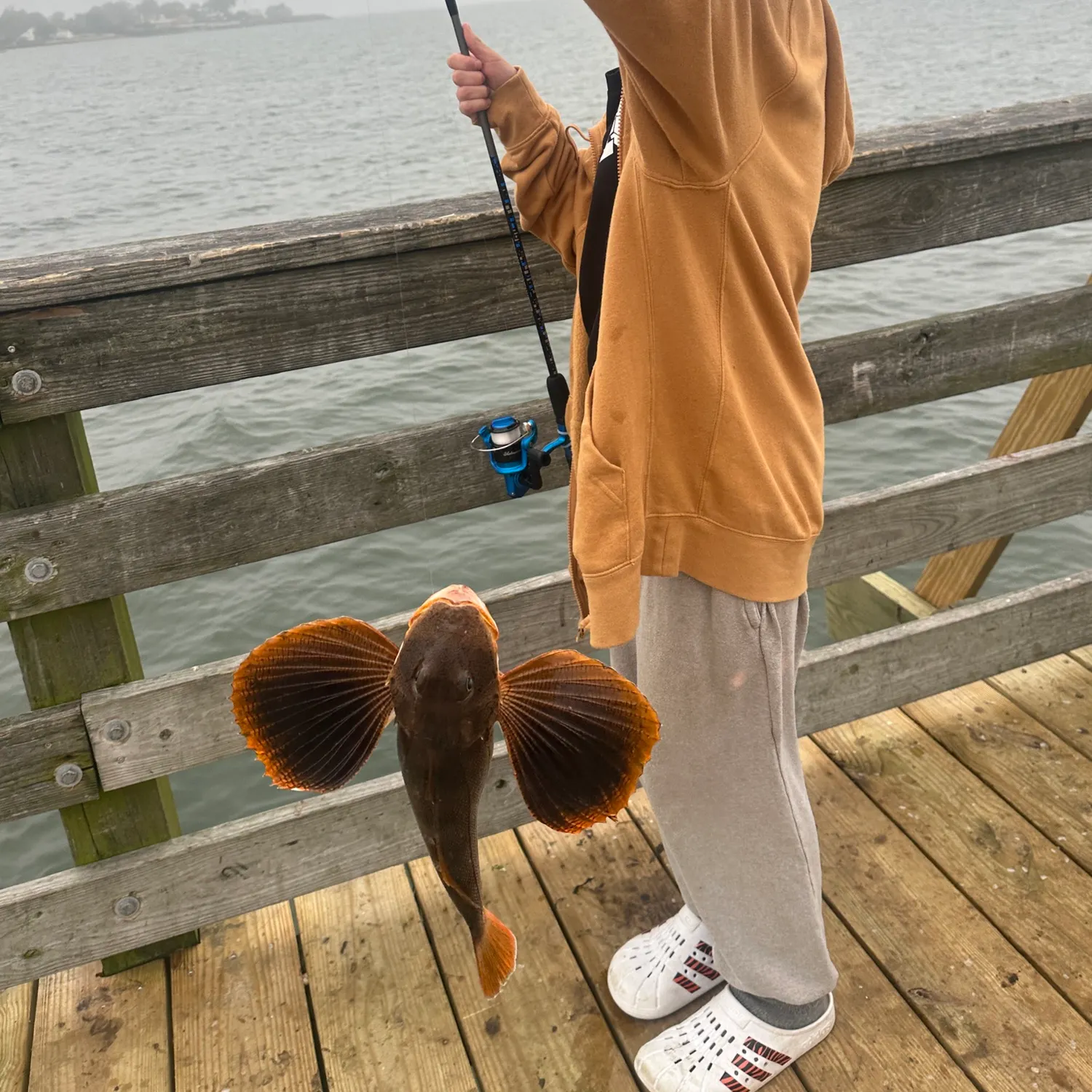 The most recent Striped searobin catches on Fishbrain