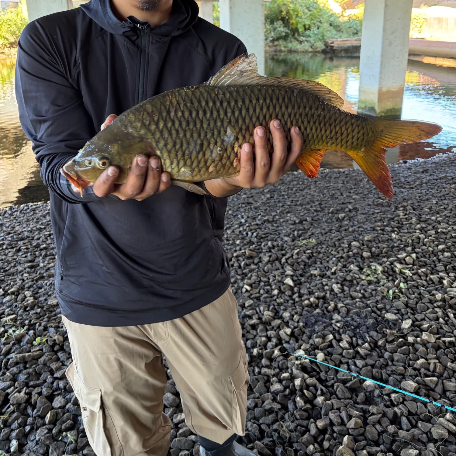Common carp caught on Fishbrain