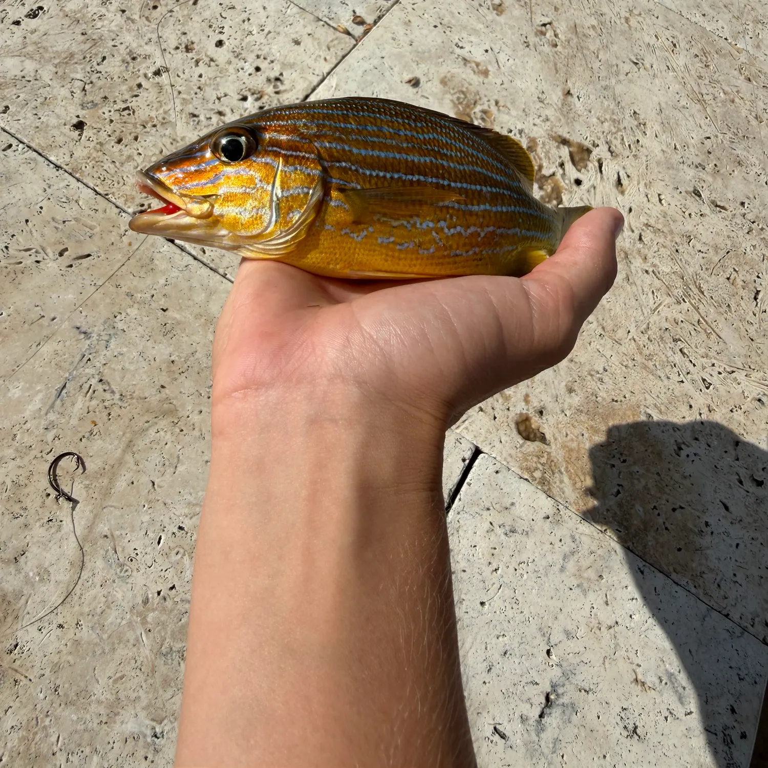 The most recent Atlantic porkfish catches on Fishbrain