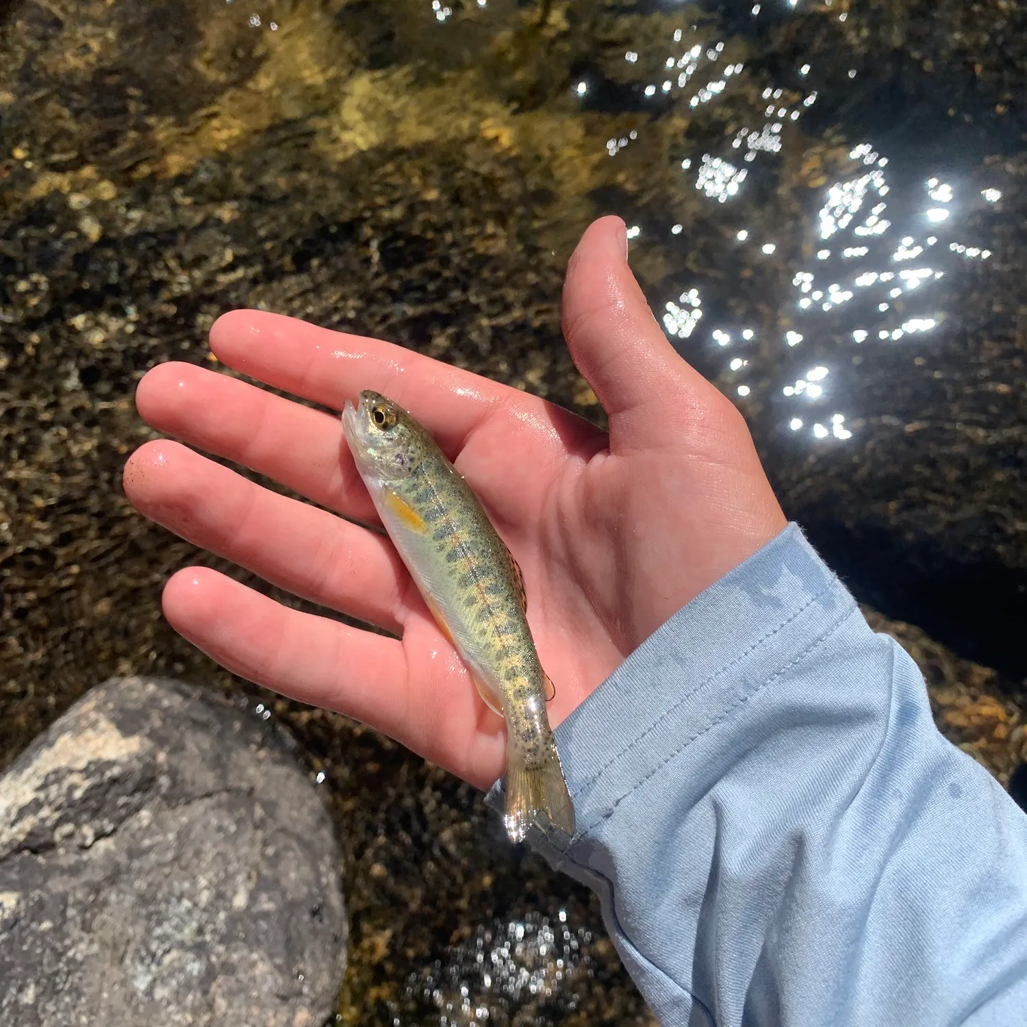 The most recent Great basin redband trout catches on Fishbrain