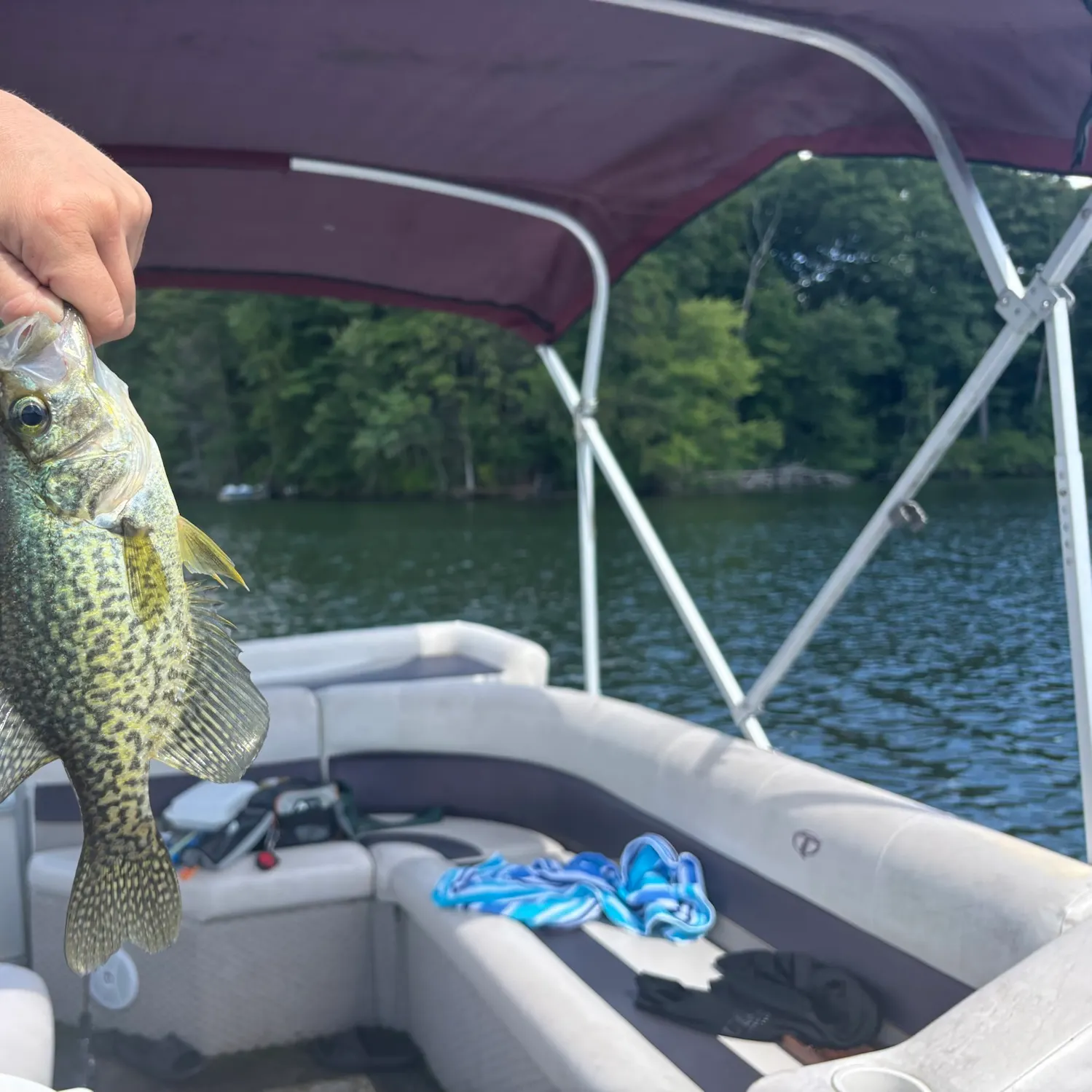 Black crappie caught on Fishbrain