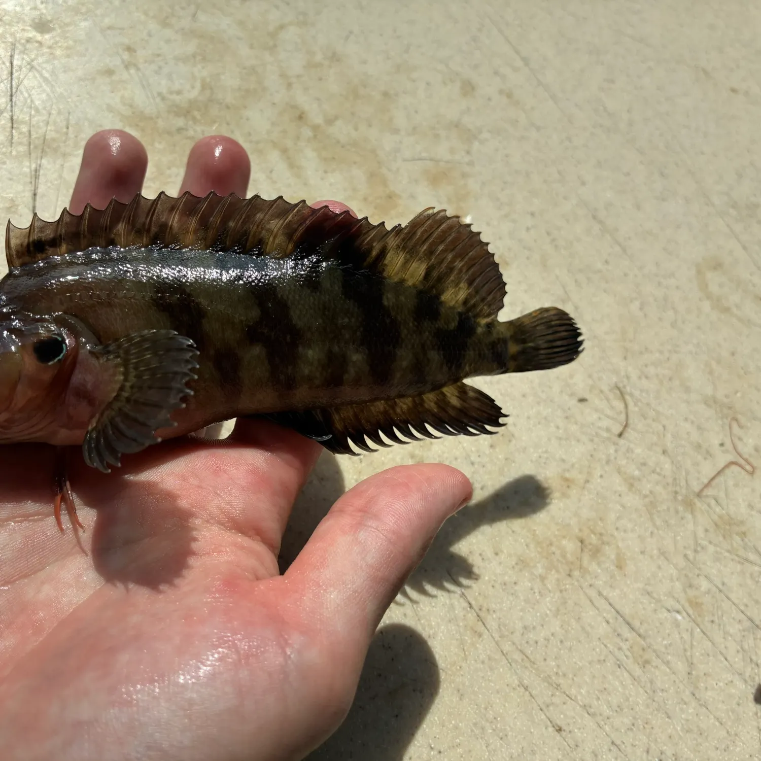 The most recent Masquerader hairy blenny catches on Fishbrain