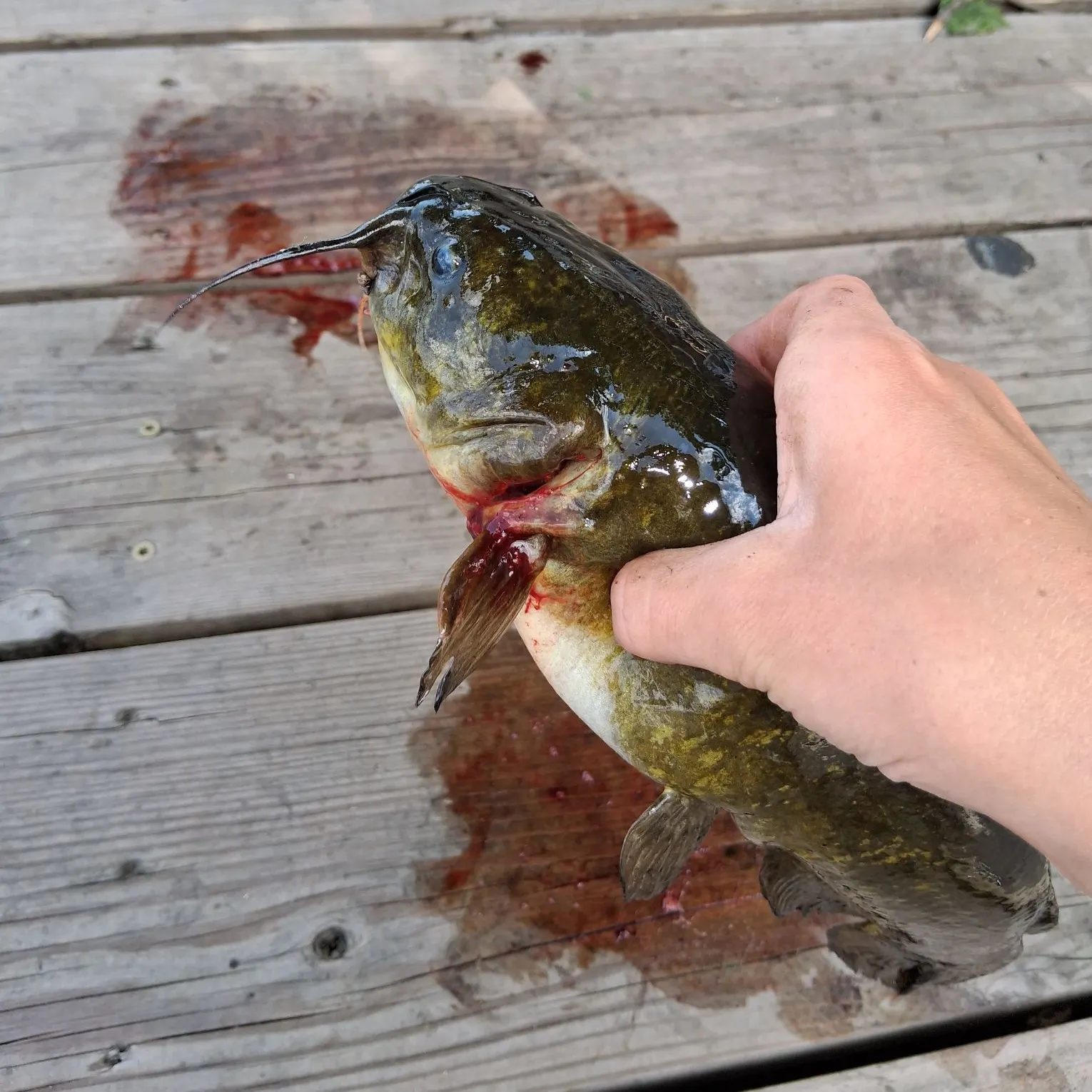 catch