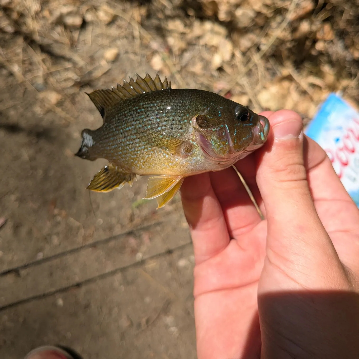 Green sunfish caught on Fishbrain