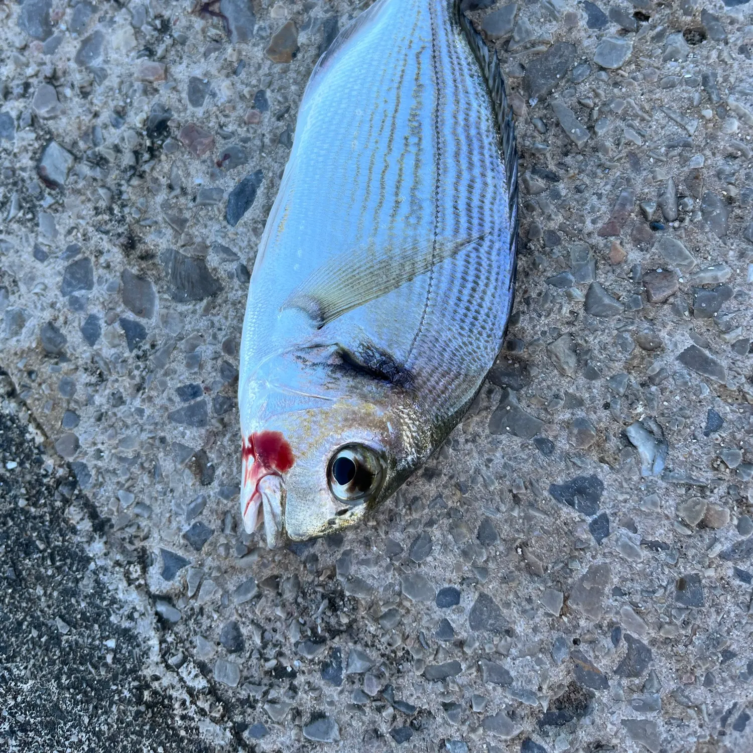 Gilthead seabream caught on Fishbrain