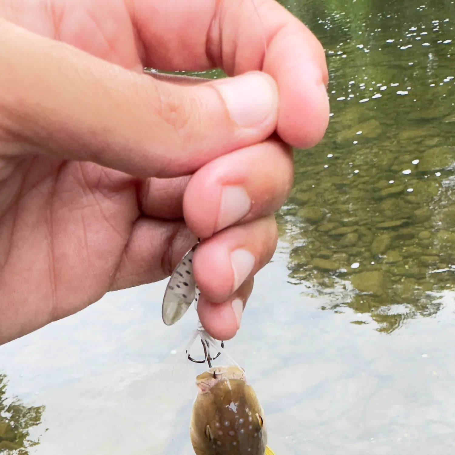 The most recent Hornyhead chub catches on Fishbrain