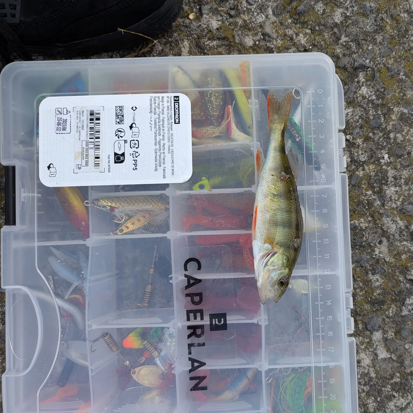 recently logged catches