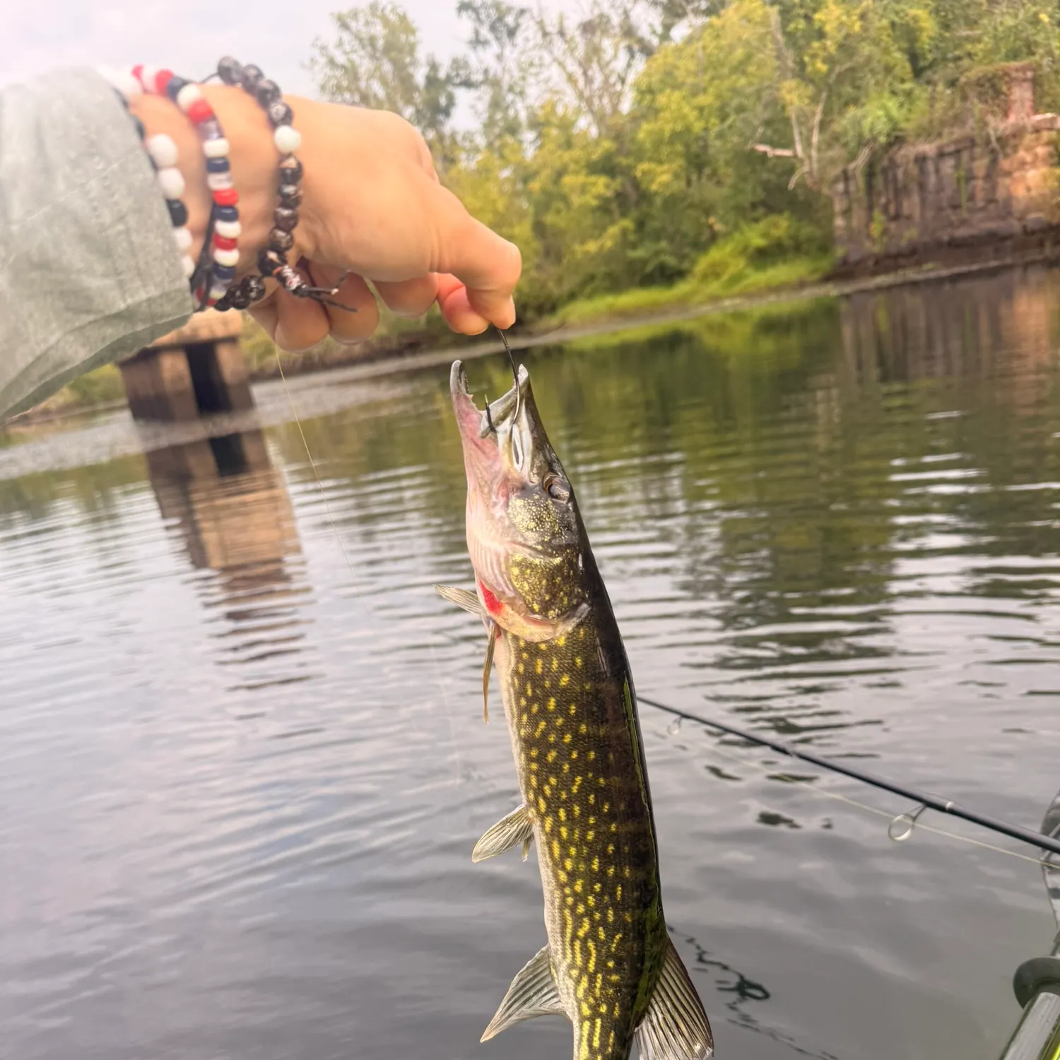 Chain pickerel caught on Fishbrain