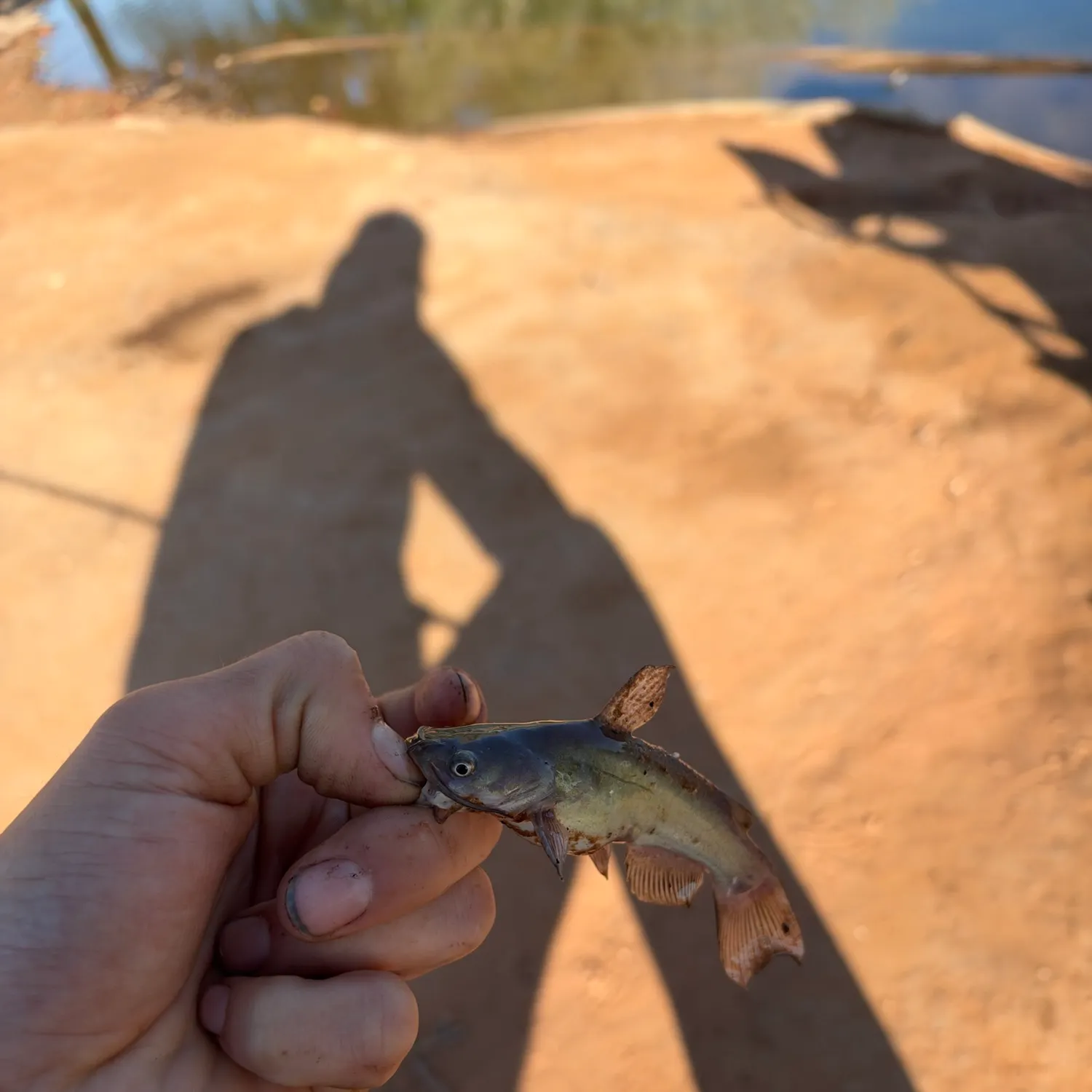 Black bullhead caught on Fishbrain