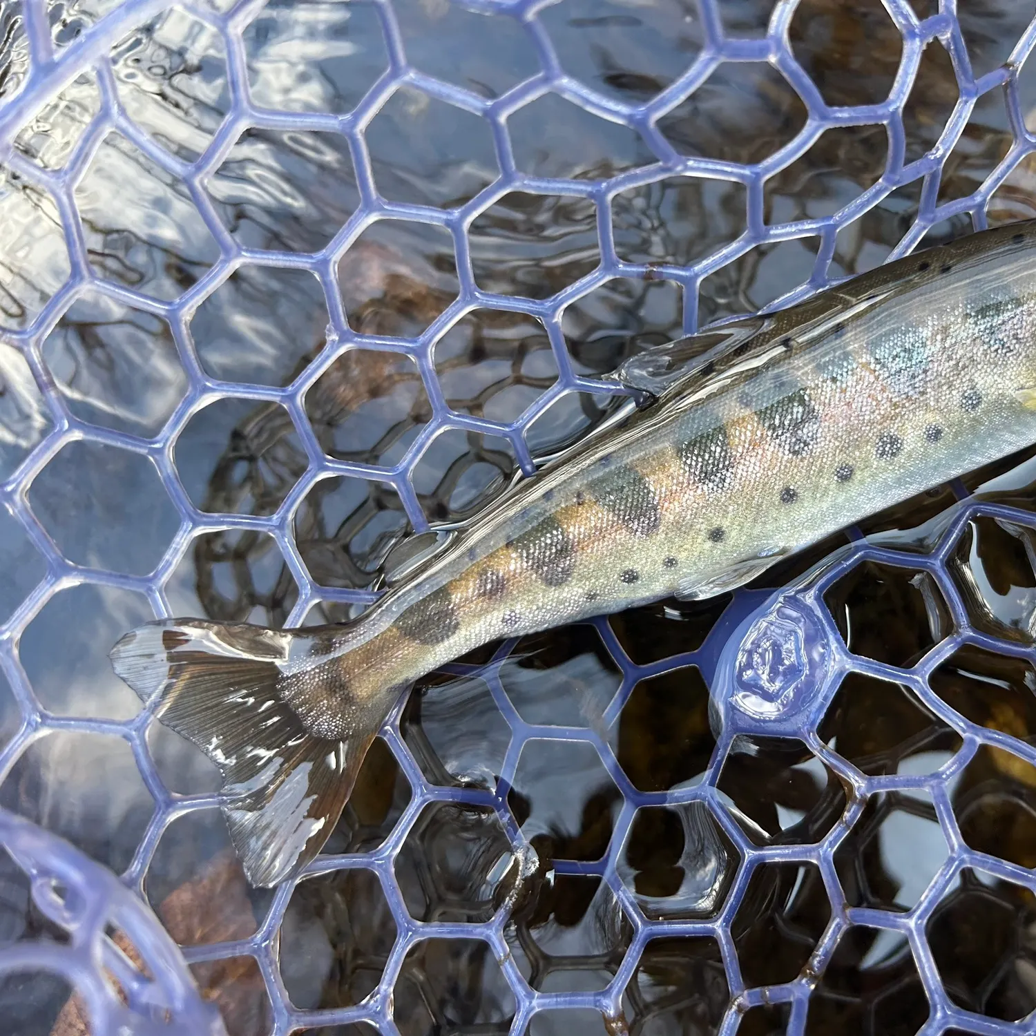 The most recent Cherry salmon catches on Fishbrain