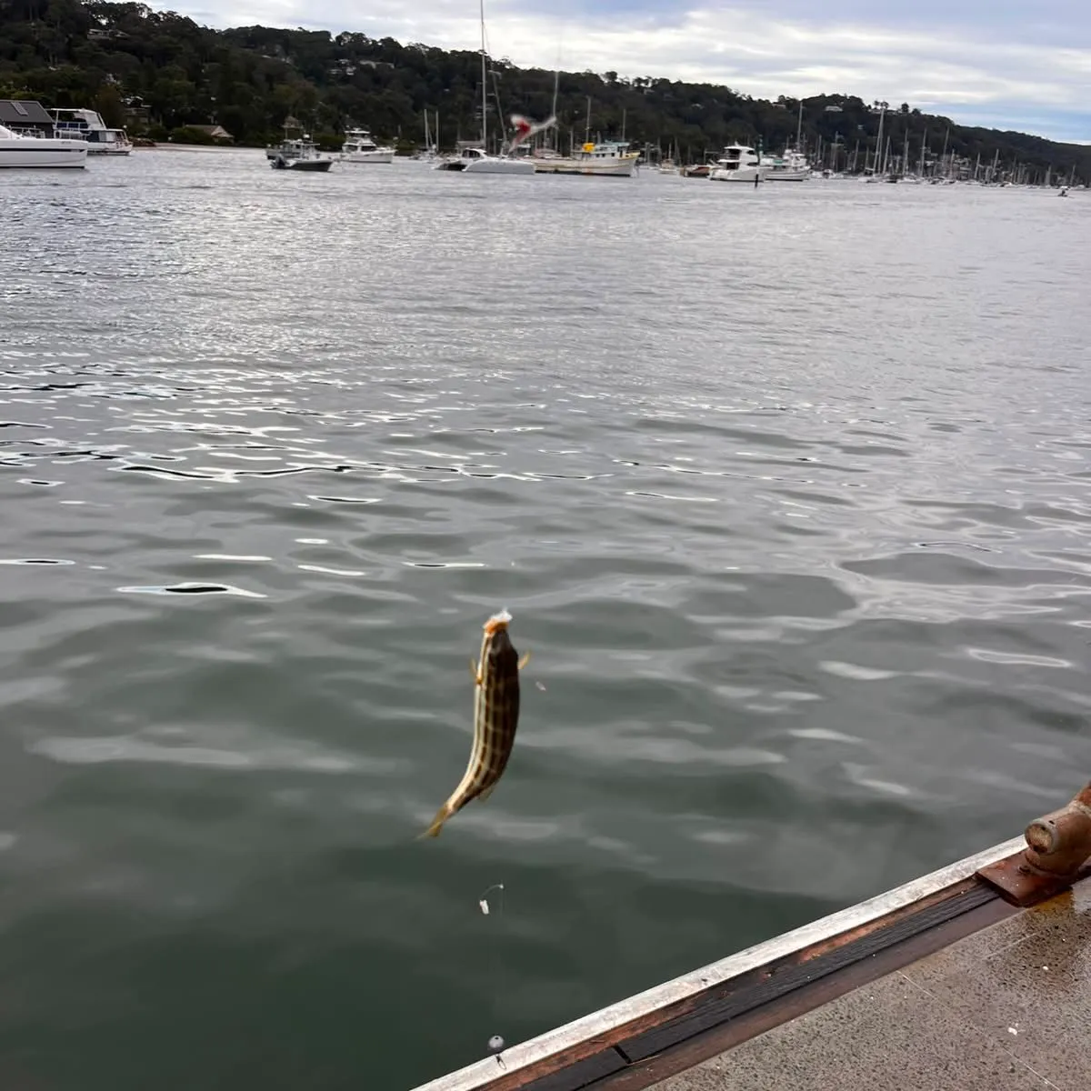 The most recent Eastern striped grunter catches on Fishbrain