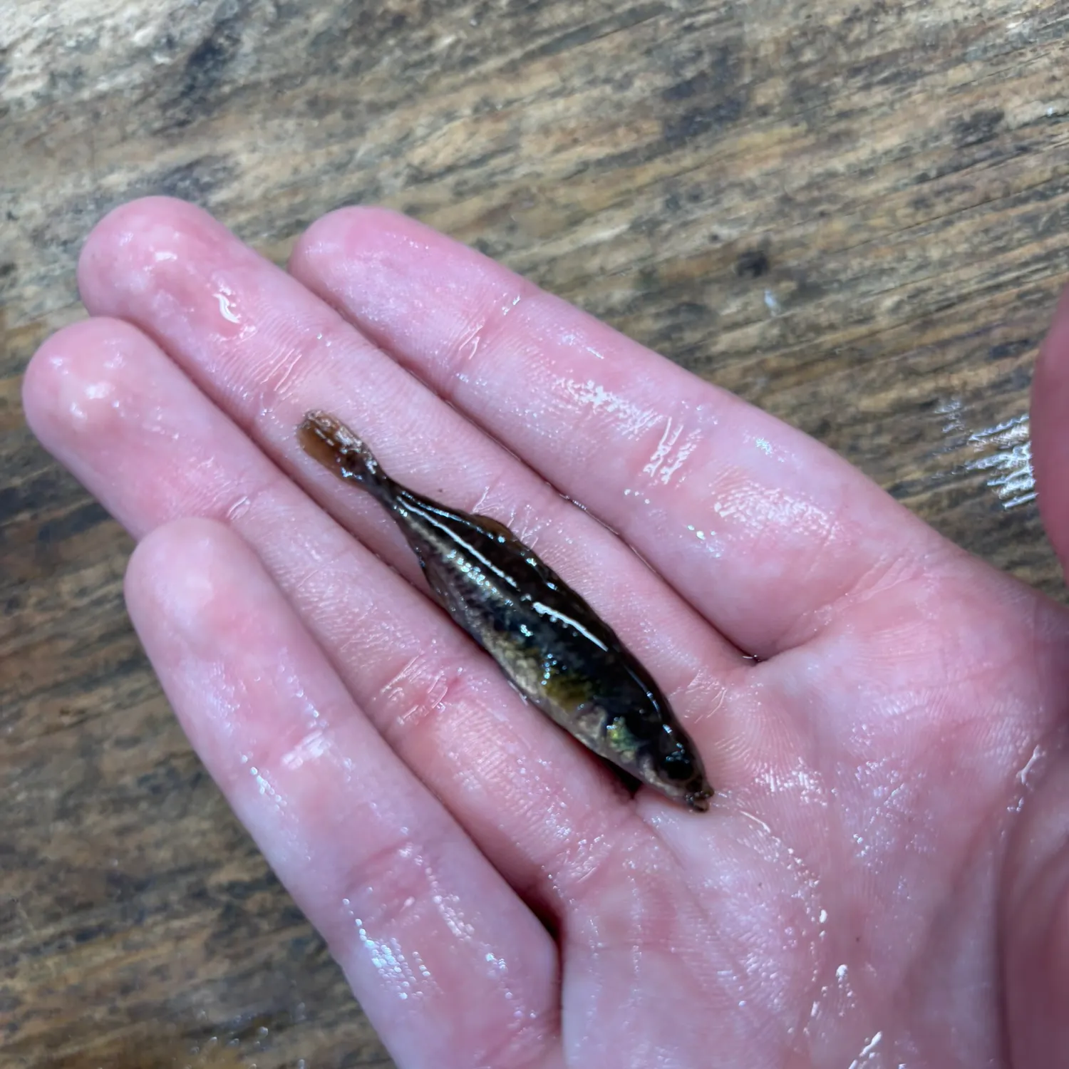 The most recent Brook stickleback catches on Fishbrain