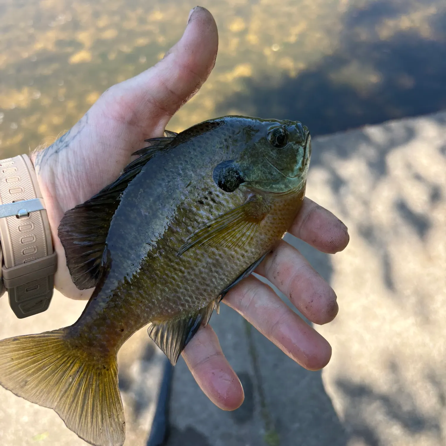 catch
