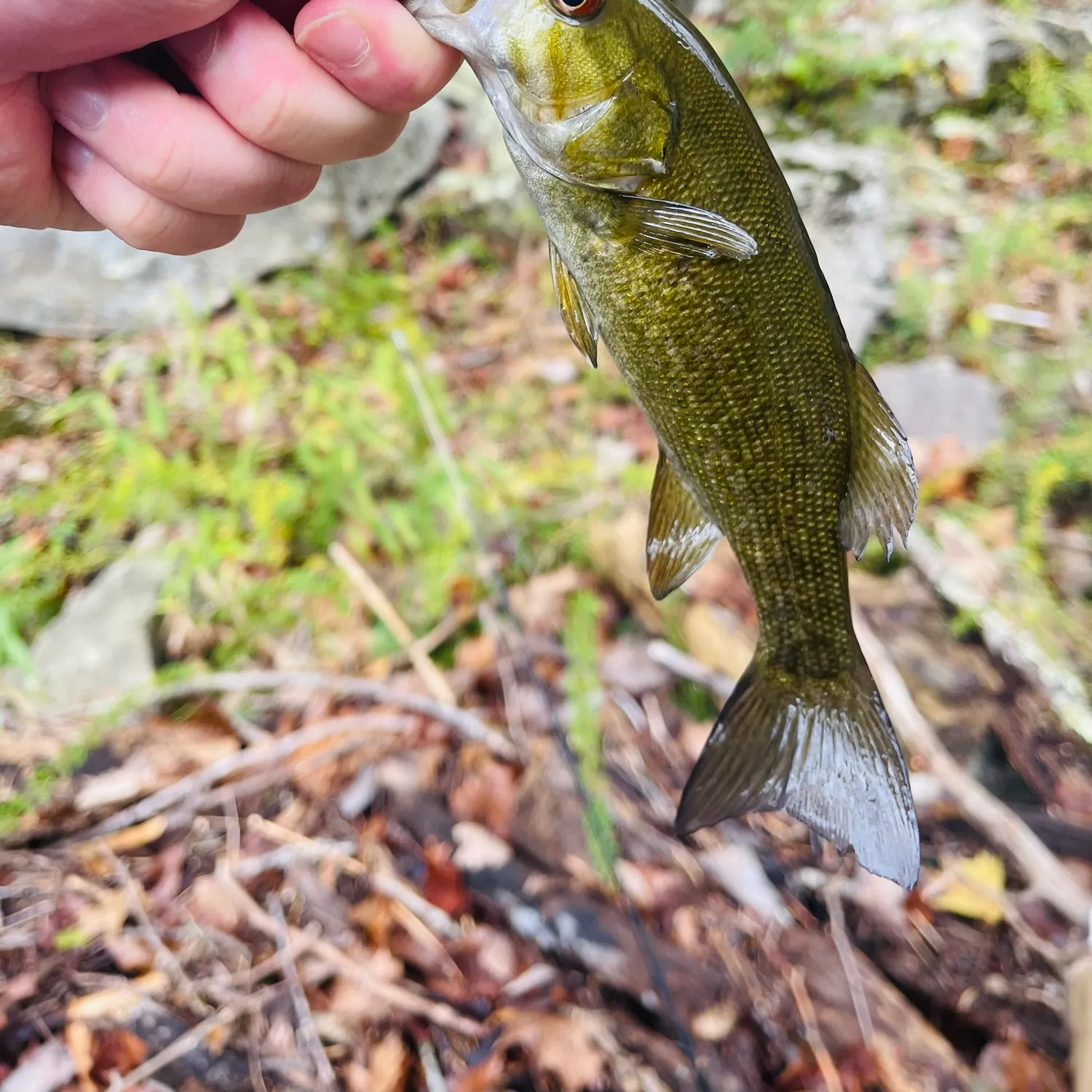 Smallmouth bass caught on Fishbrain