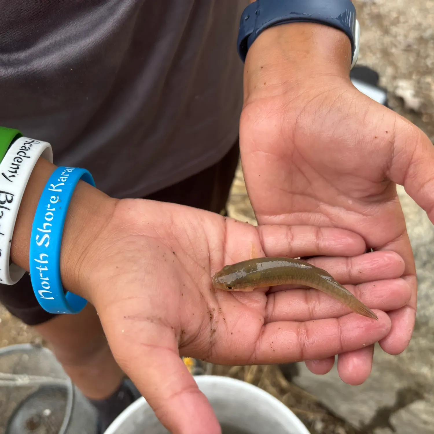 The most recent Bullhead minnow catches on Fishbrain
