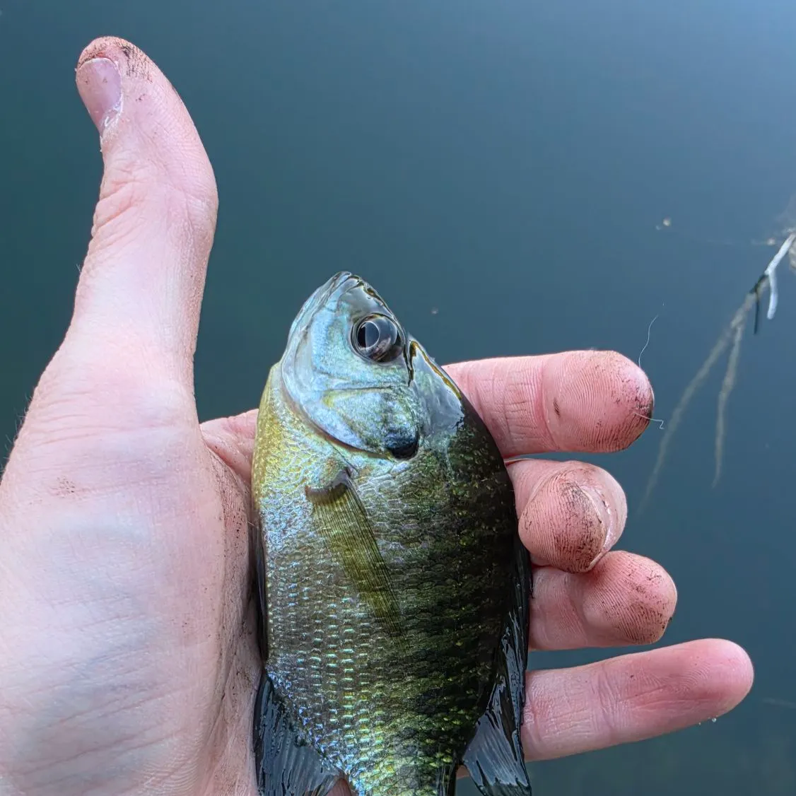 Bluegill caught on Fishbrain