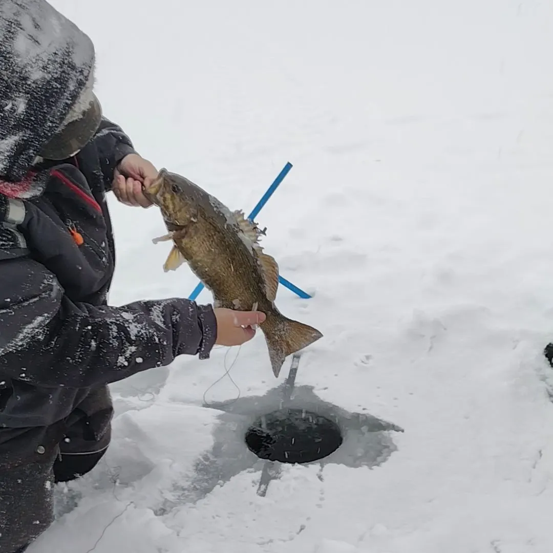 The most recent Smallmouth bass catches on Fishbrain