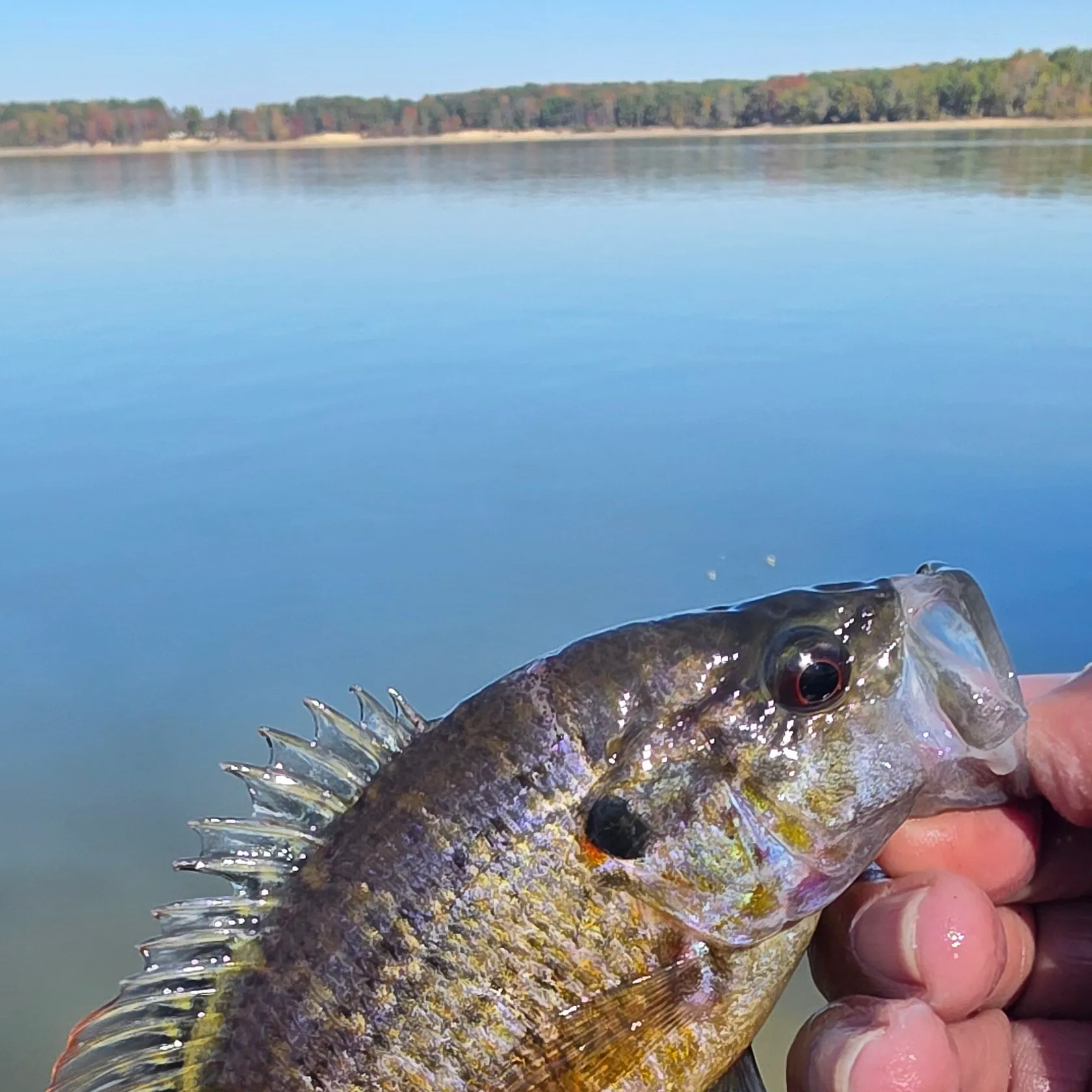 Rock bass caught on Fishbrain