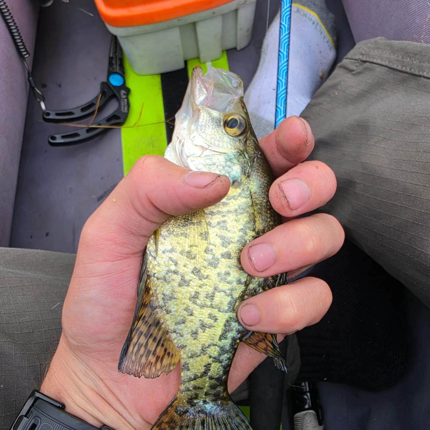 The most recent Northern hogsucker catches on Fishbrain