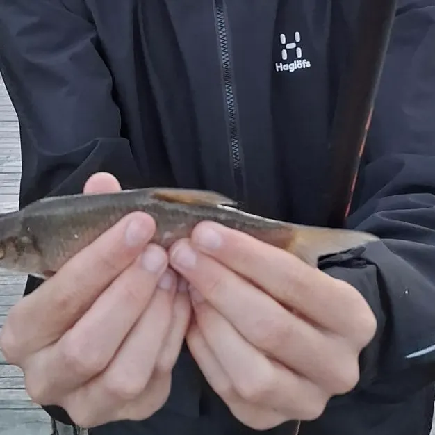 Common rudd caught on Fishbrain