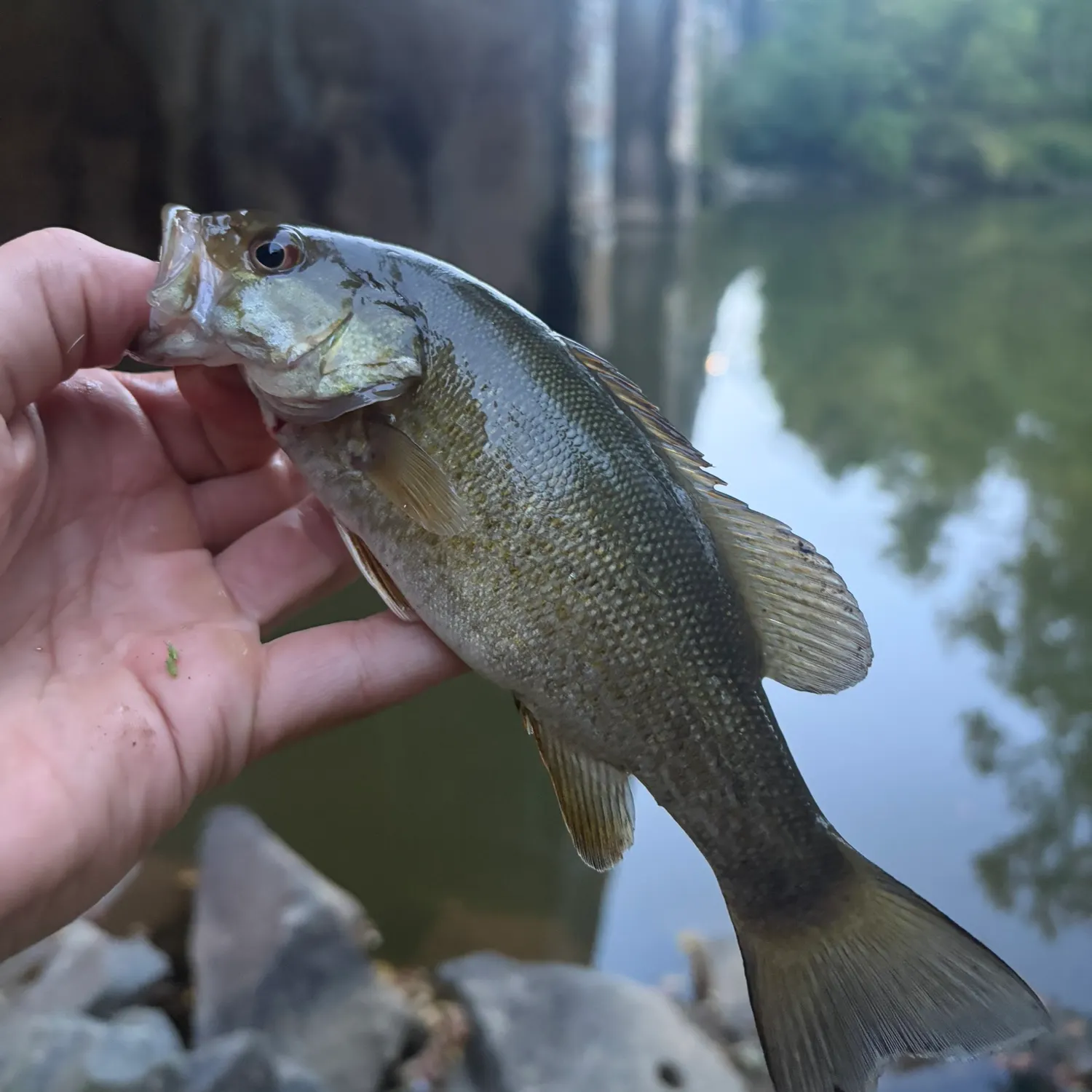 Smallmouth bass caught on Fishbrain