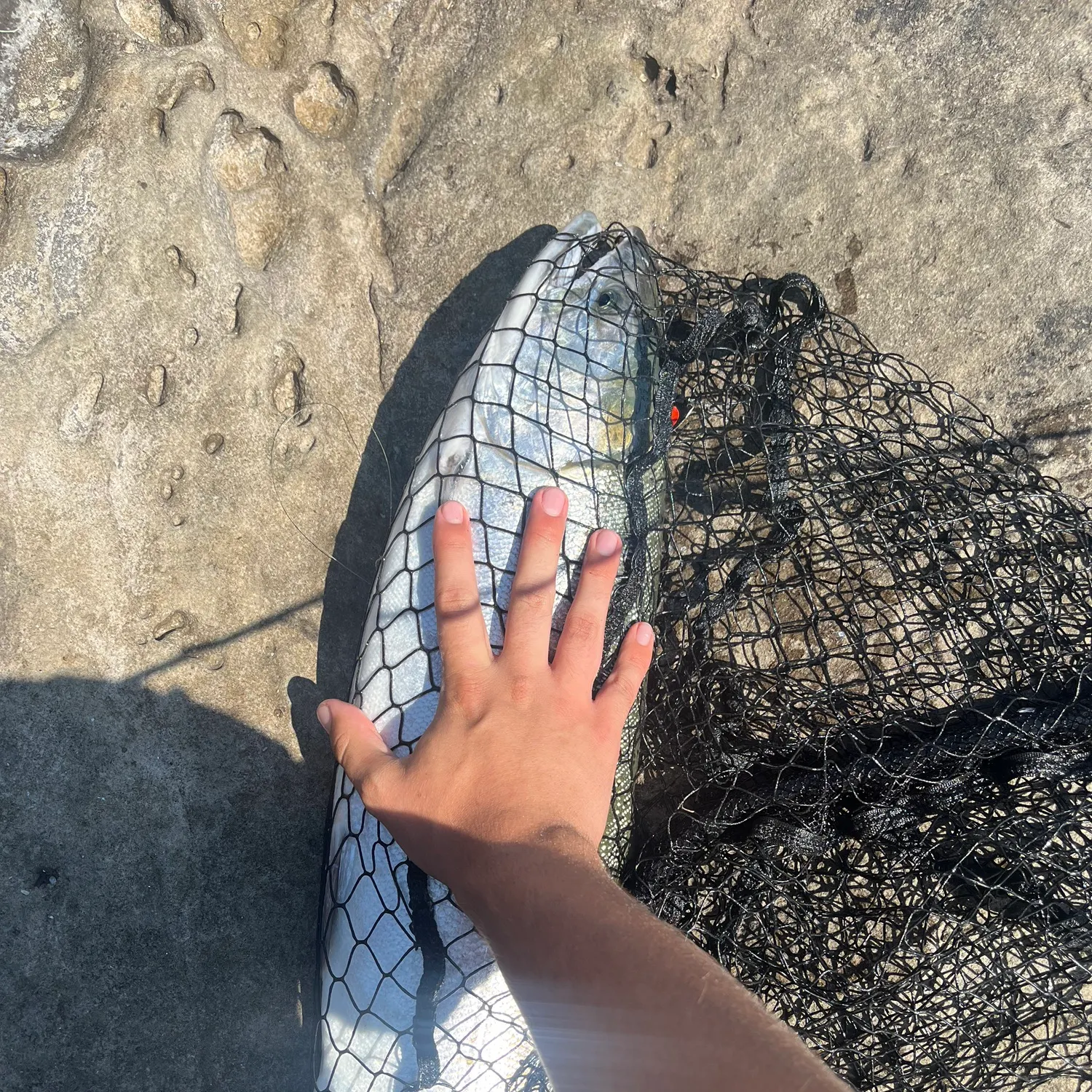 Coho salmon caught on Fishbrain