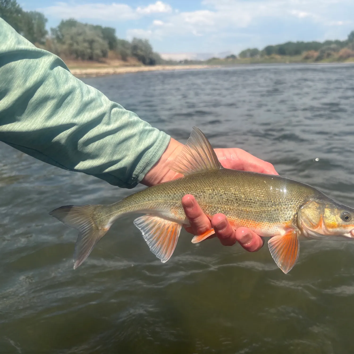 The most recent Roundtail chub catches on Fishbrain