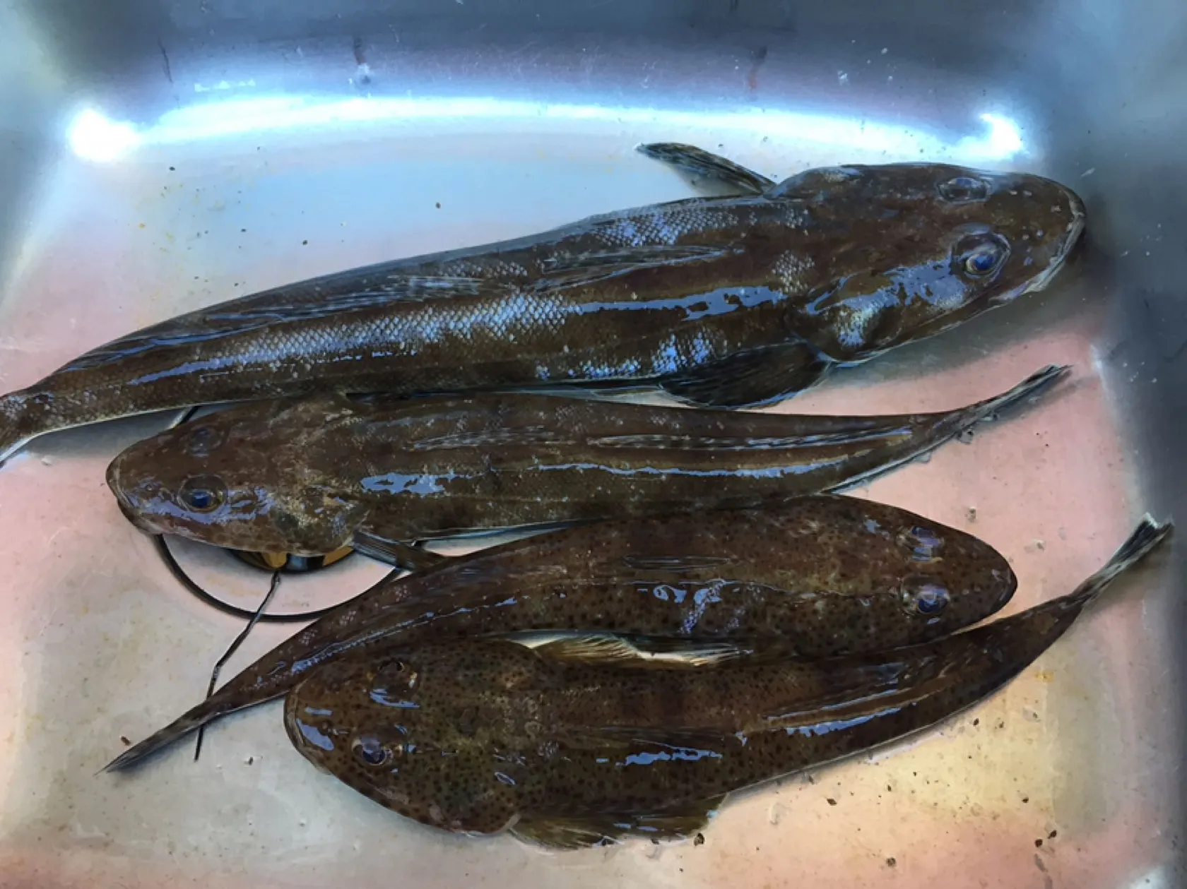 Post image from tkirkovski