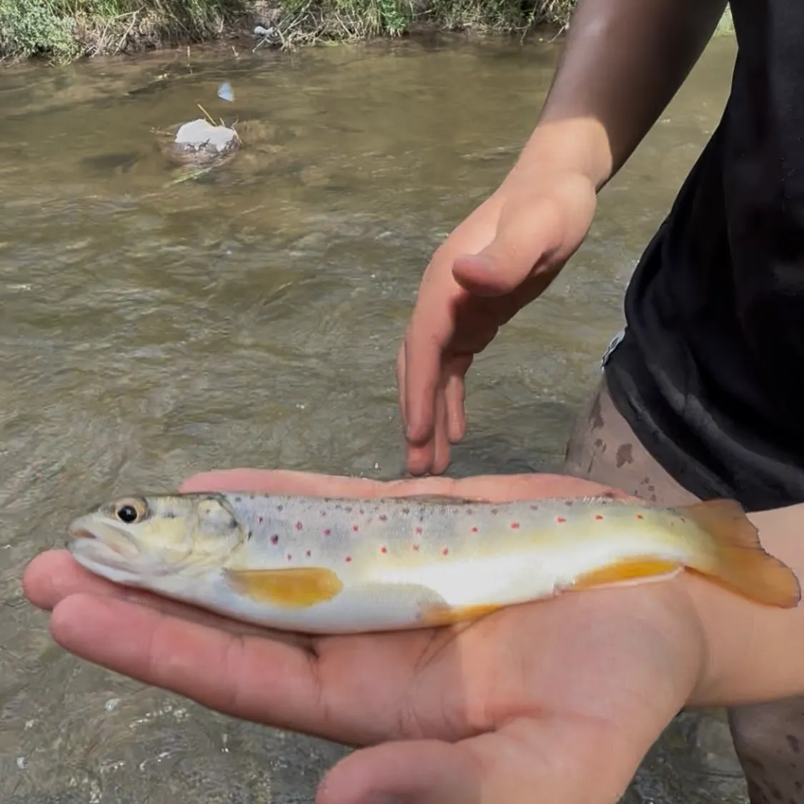 Brown trout caught on Fishbrain