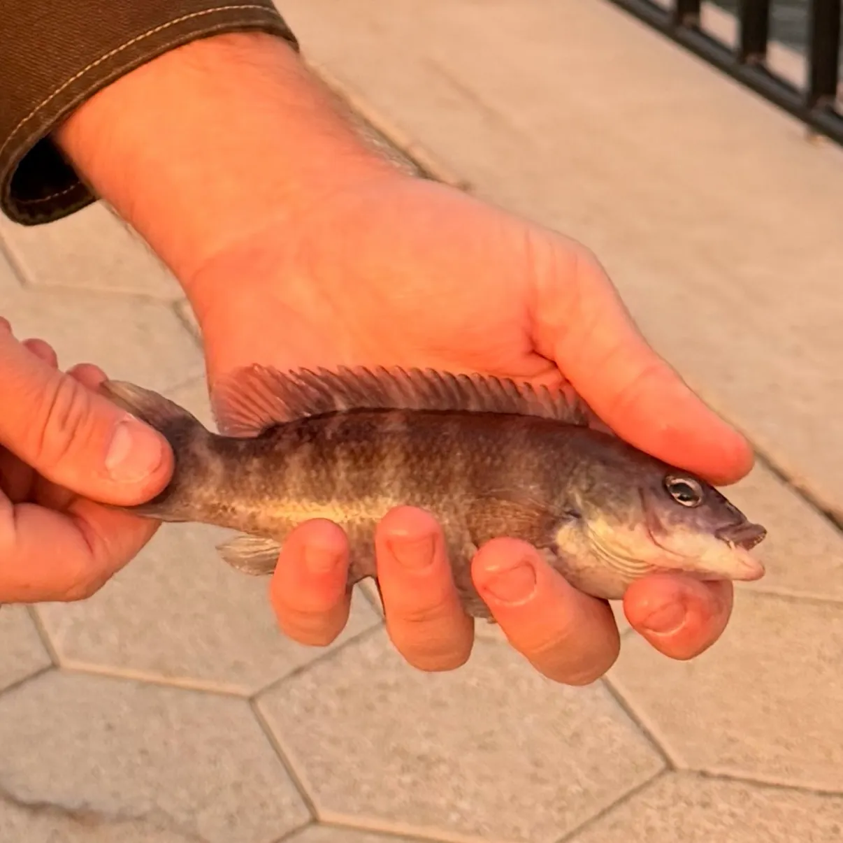 Cunner caught on Fishbrain
