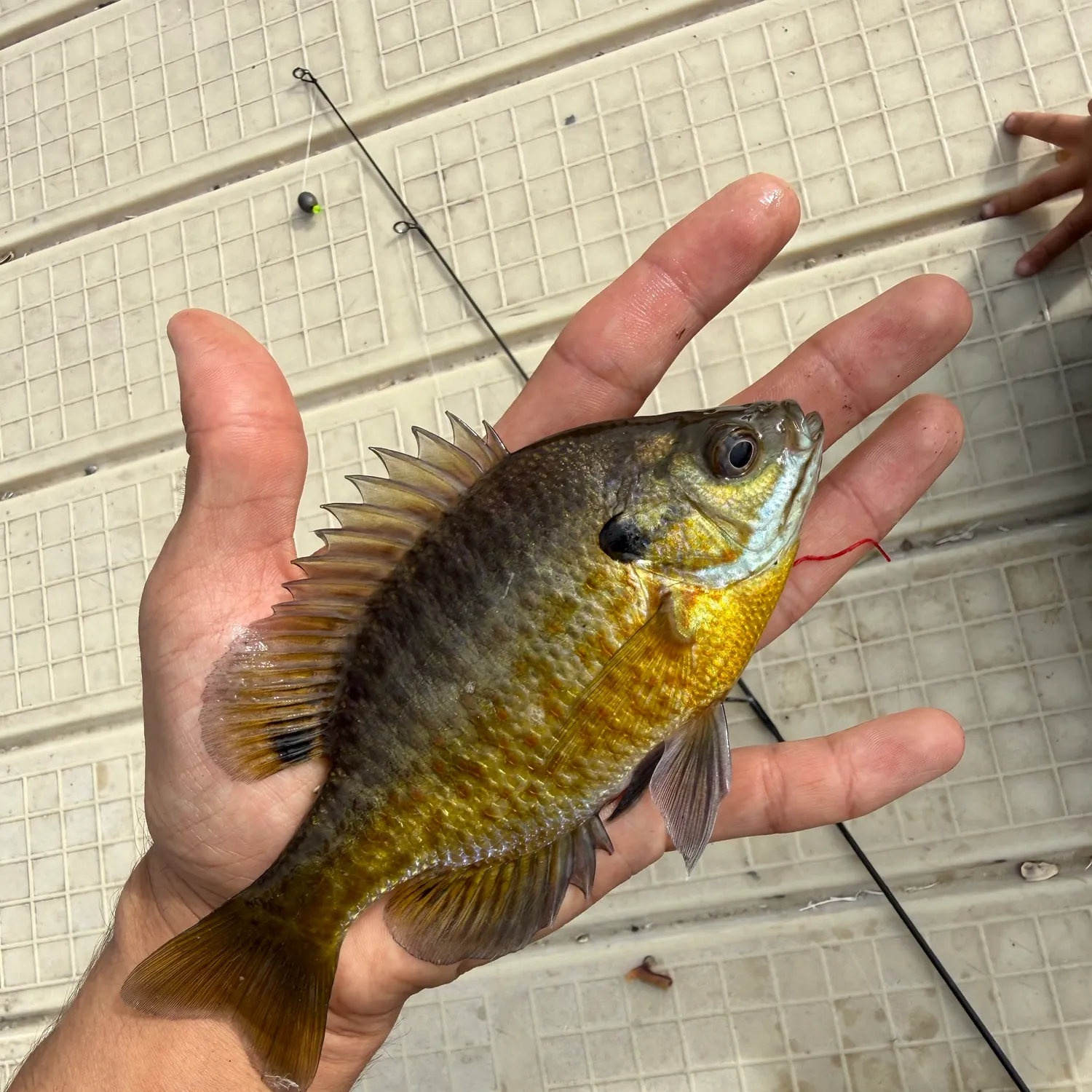 Bluegill caught on Fishbrain