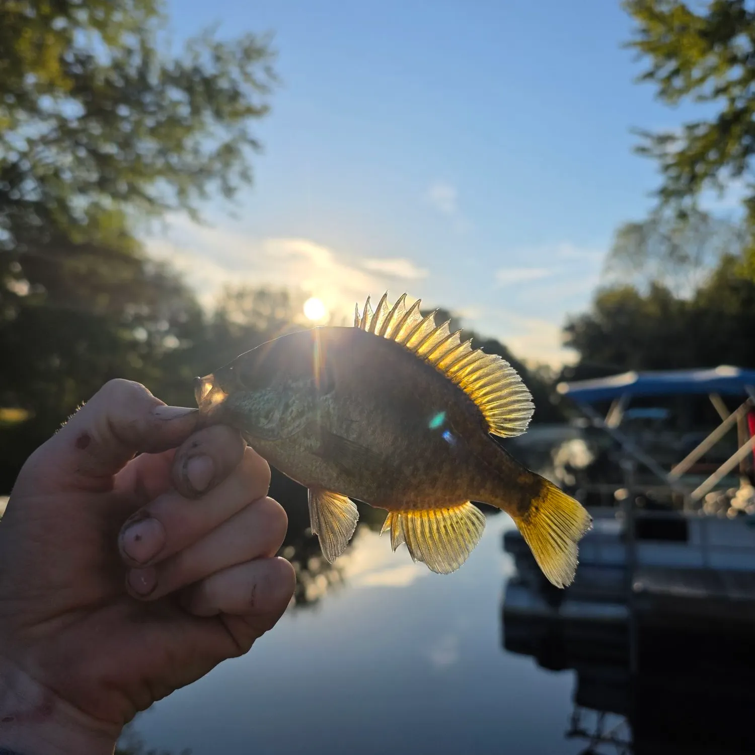 Fish caught on Fishbrain