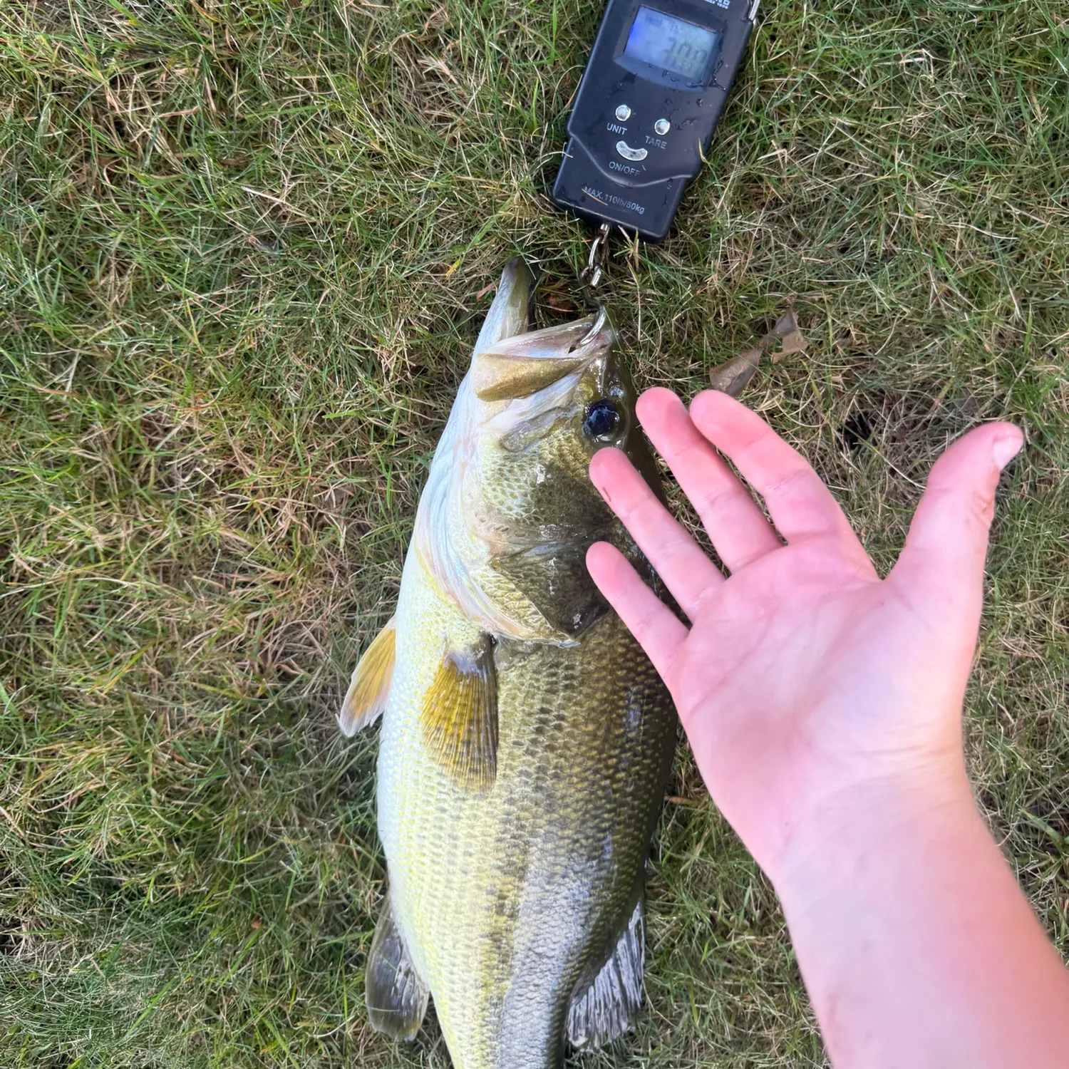 Largemouth bass caught on Fishbrain