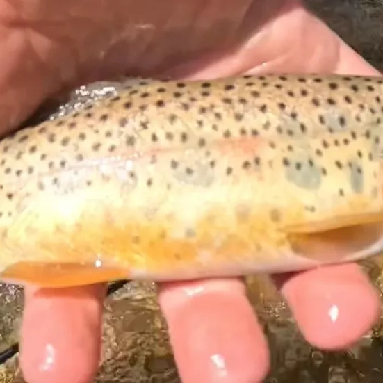 The most recent Westlope cutthroat trout catches on Fishbrain