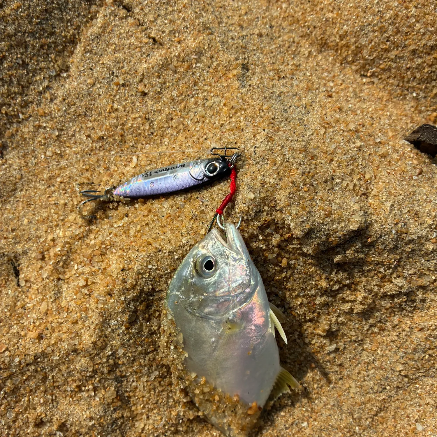The most recent Giant trevally catches on Fishbrain
