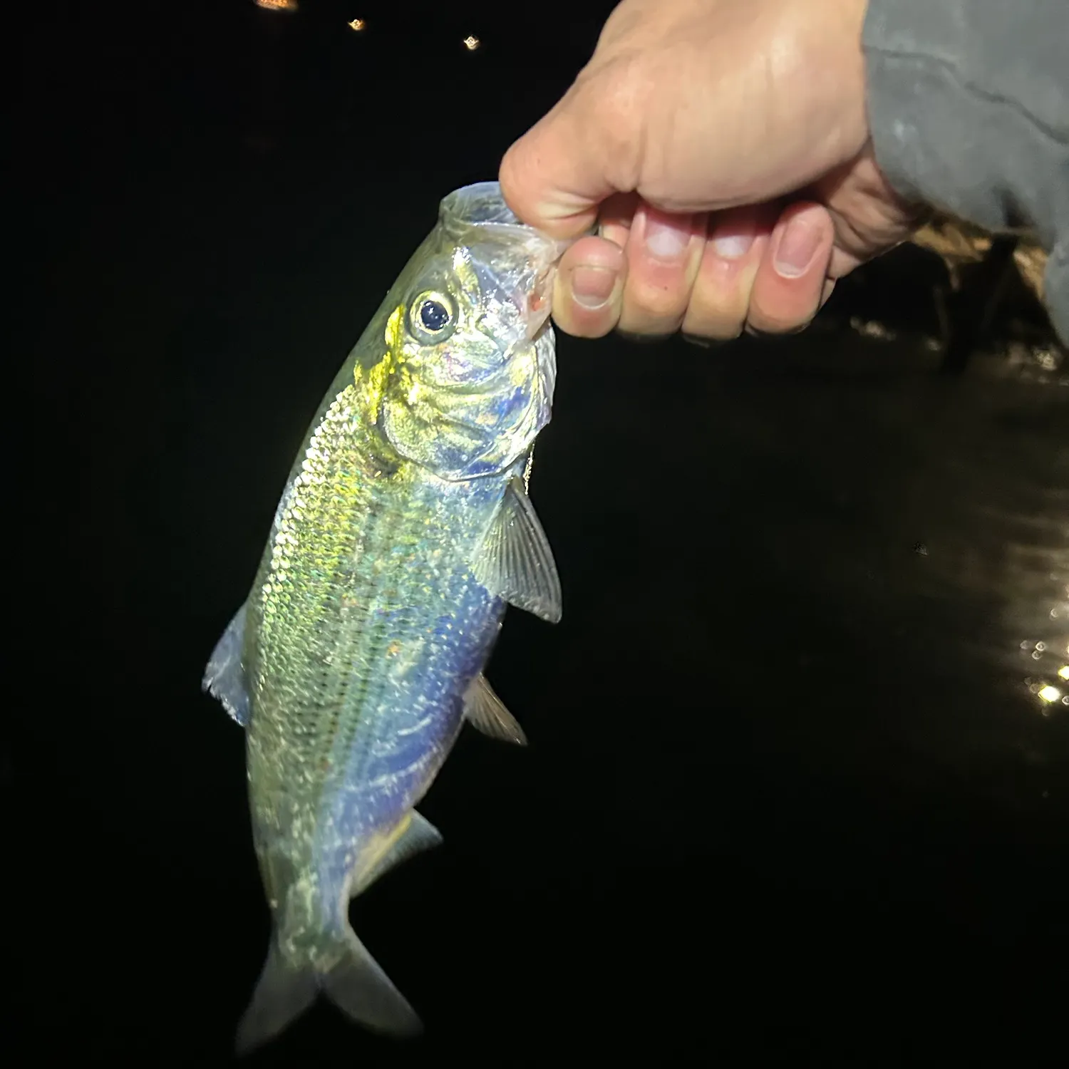 The most recent American shad catches on Fishbrain