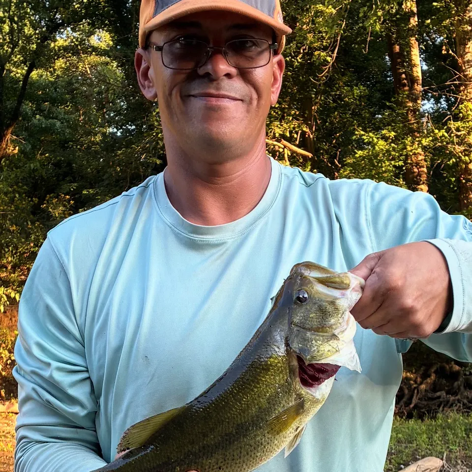 Largemouth bass caught on Fishbrain