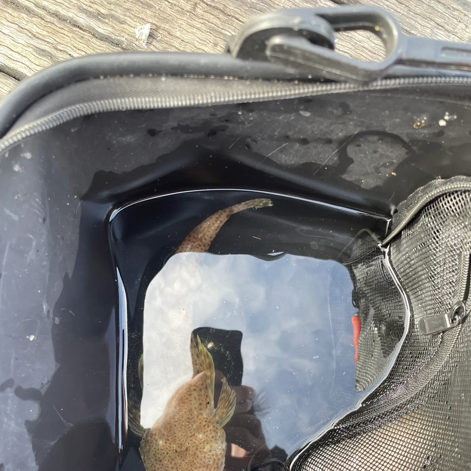 Fish caught on Fishbrain