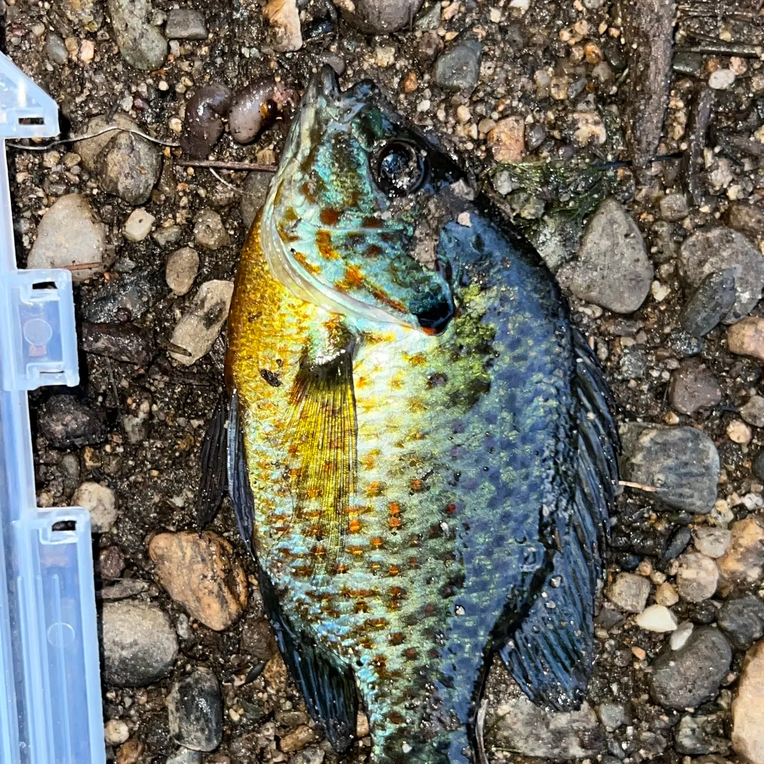 Pumpkinseed caught on Fishbrain