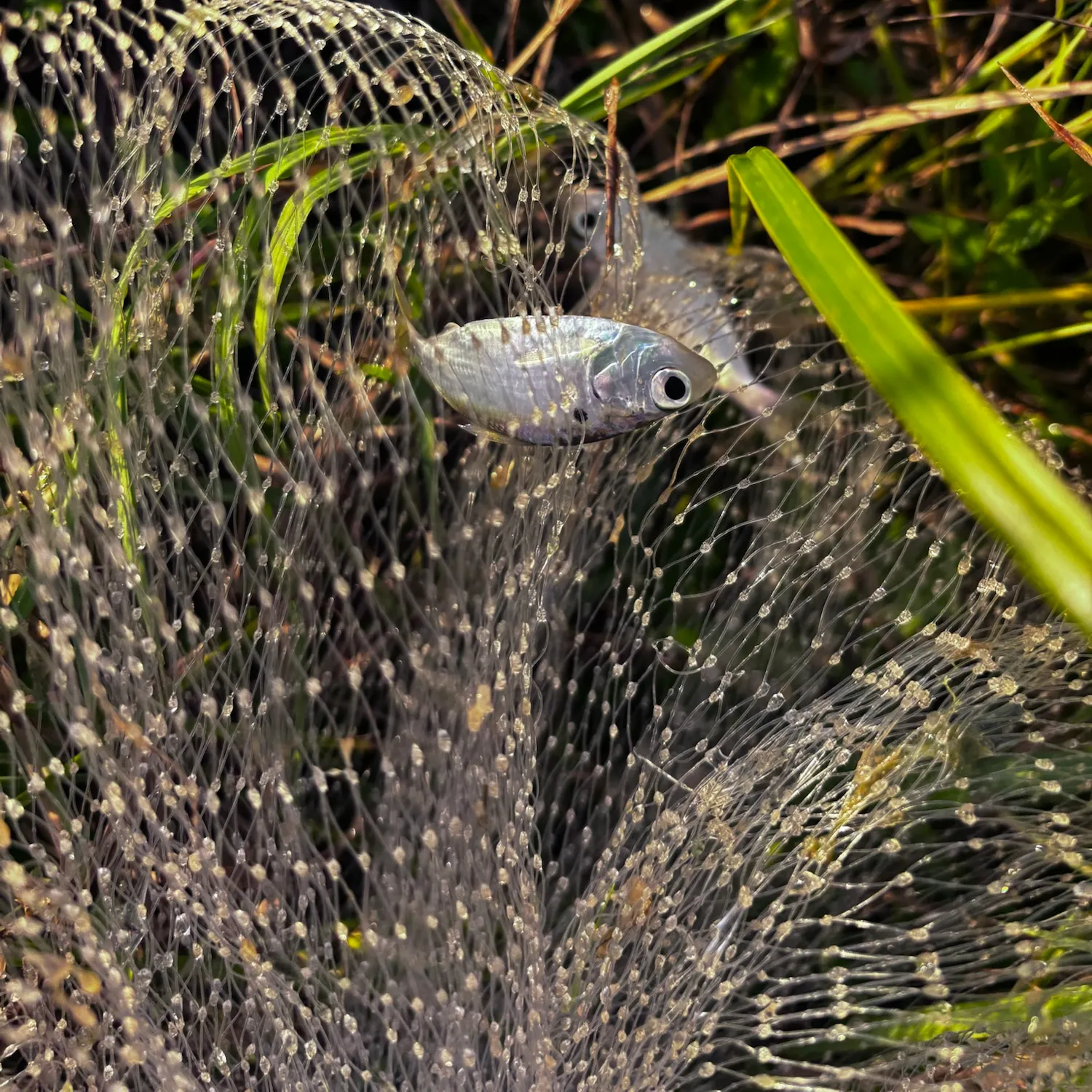 Threadfin shad caught on Fishbrain
