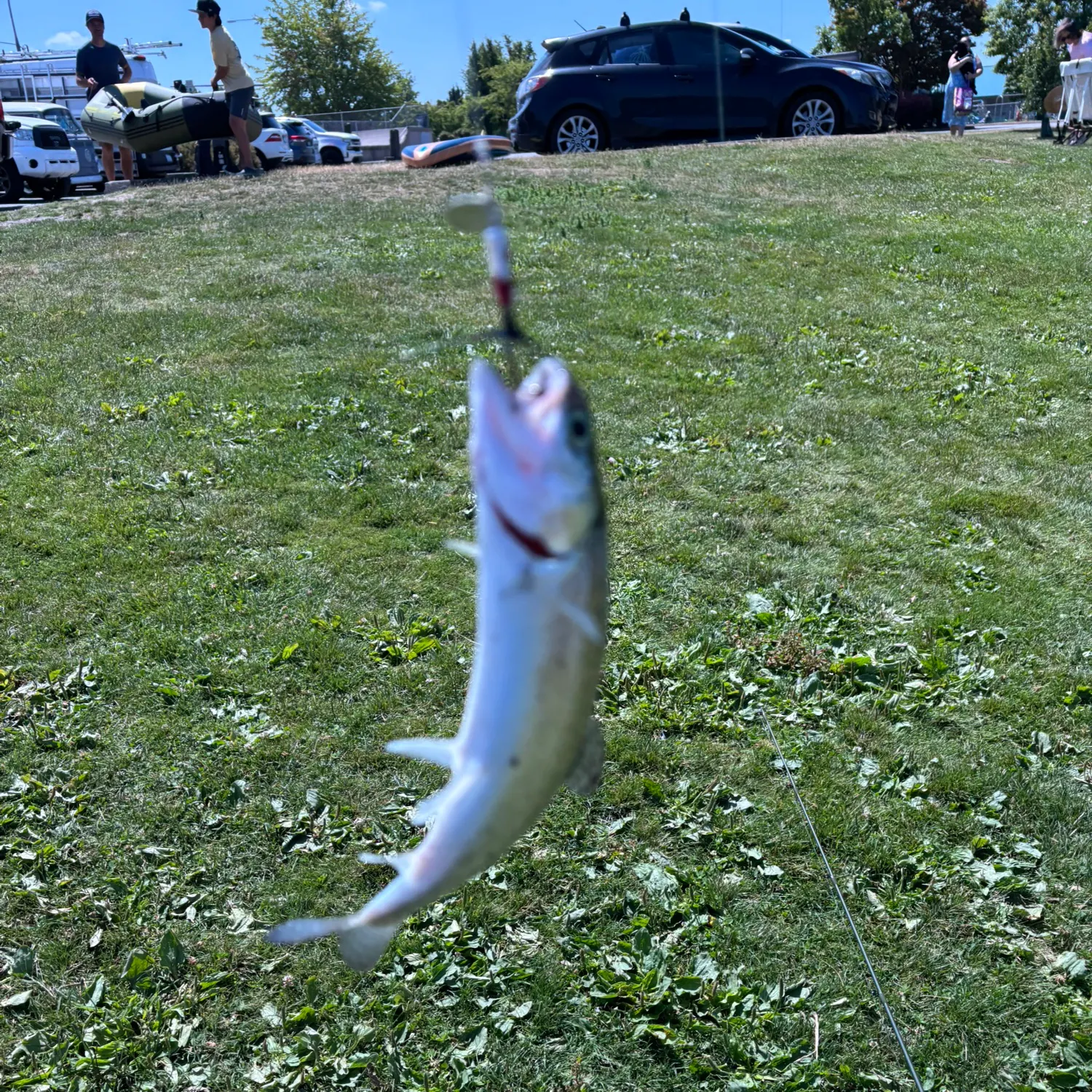 The most recent Rainbow trout catches on Fishbrain