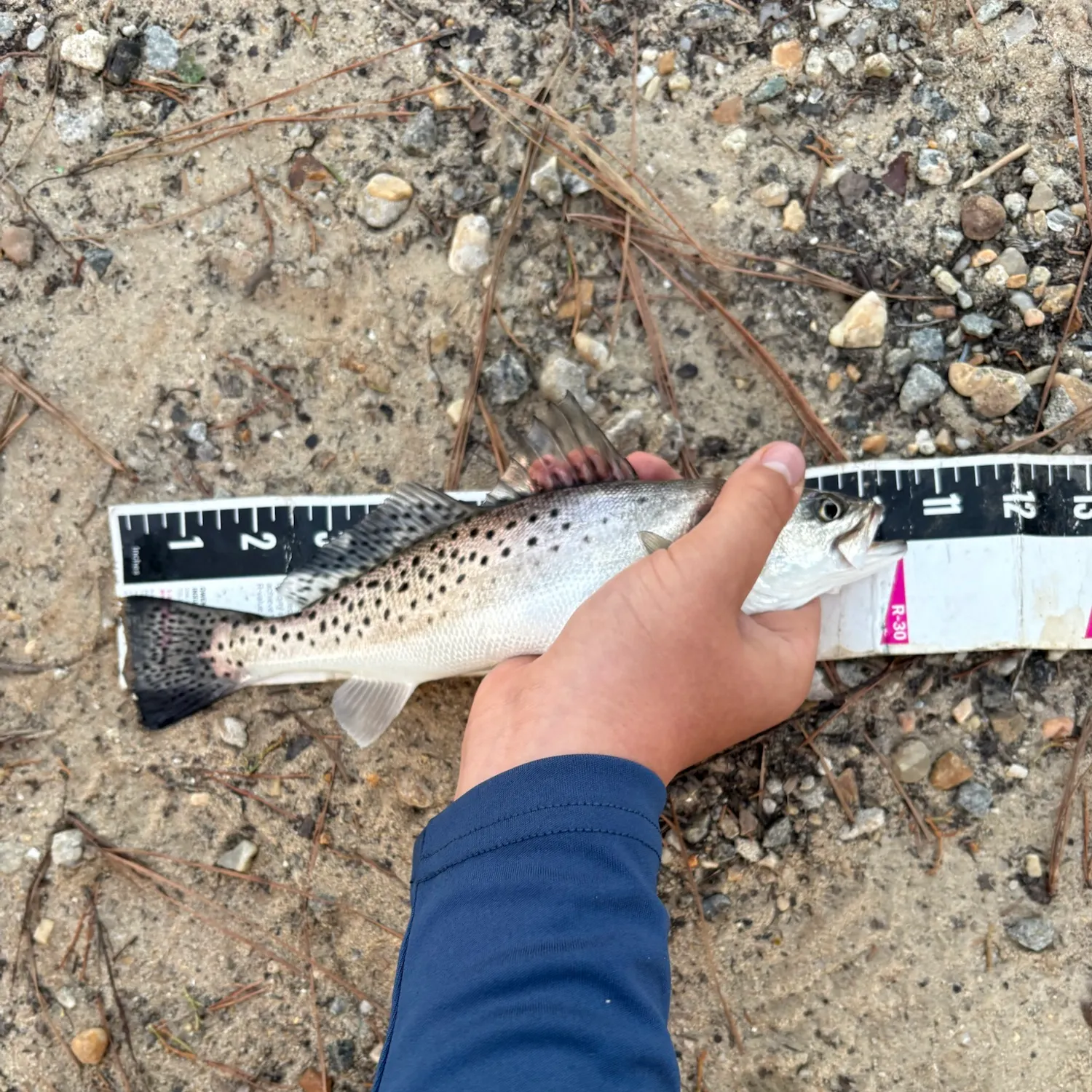 Spotted seatrout caught on Fishbrain