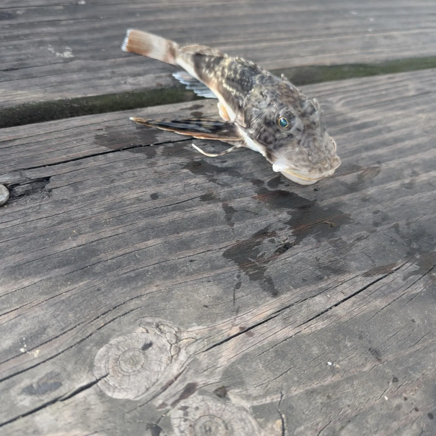 The most recent Bighead searobin catches on Fishbrain
