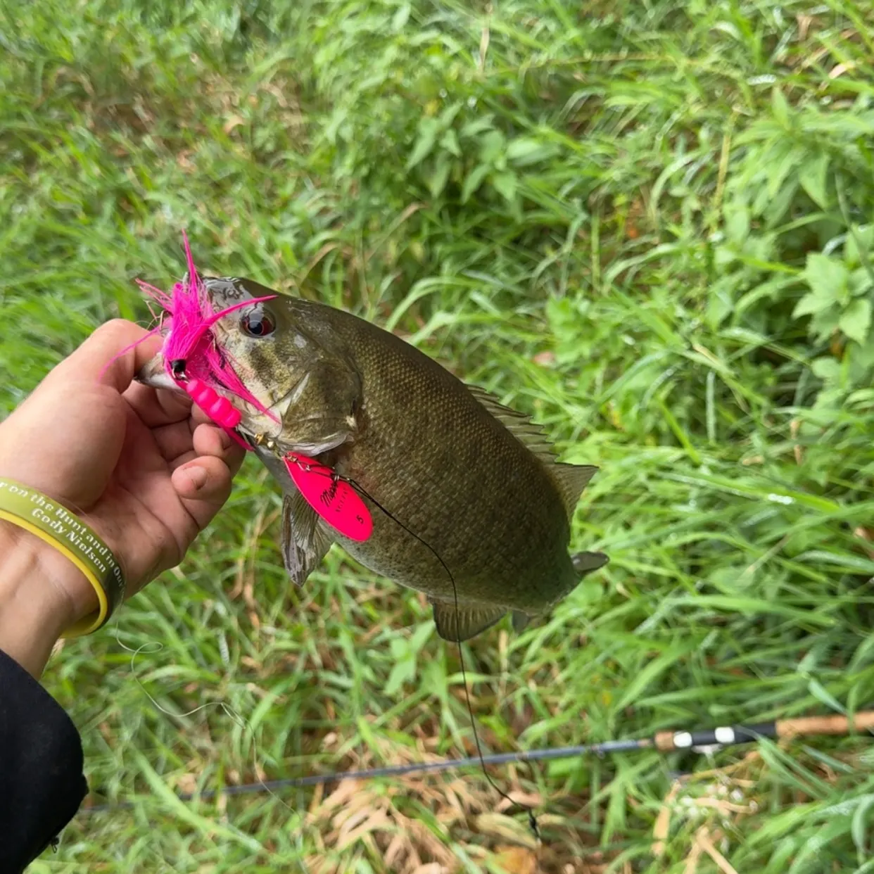 Smallmouth bass caught on Fishbrain