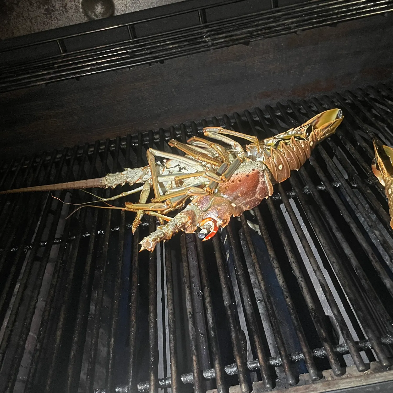 The most recent Caribbean spiny lobster catches on Fishbrain