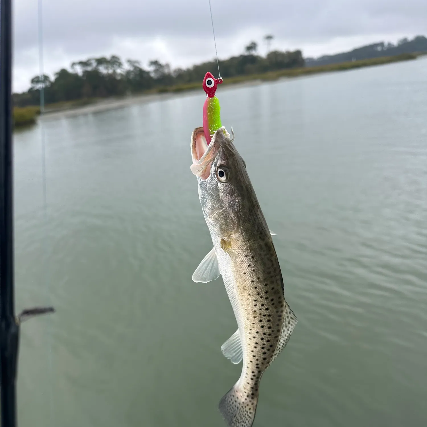 Spotted seatrout caught on Fishbrain