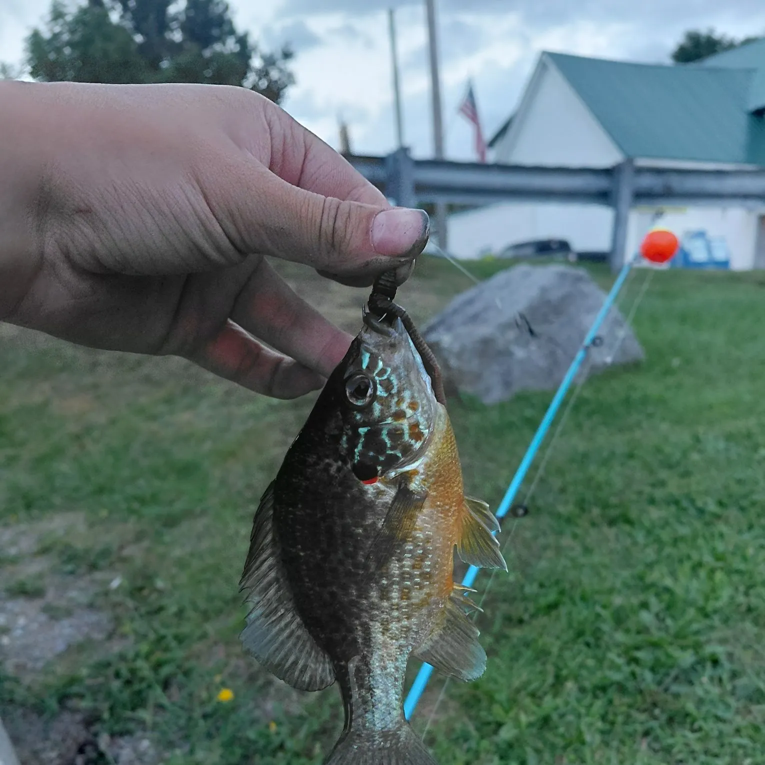 Greengill hybrid caught on Fishbrain